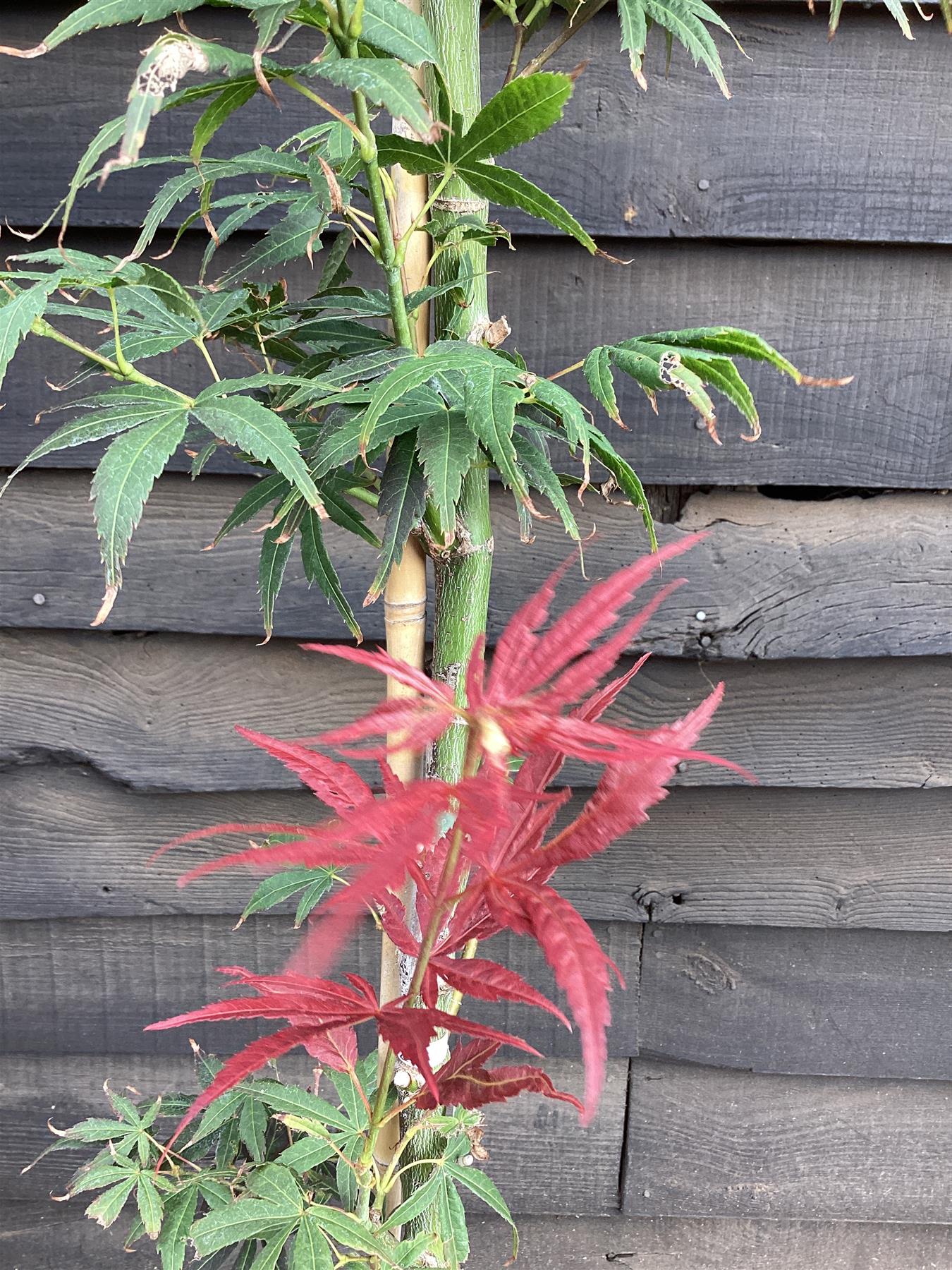 Acer palmatum 'Scolopendriifolium Atropurpureum' 1/2 std | Bamboo-Leaf Japanese Maple - 120-150cm, 5lt