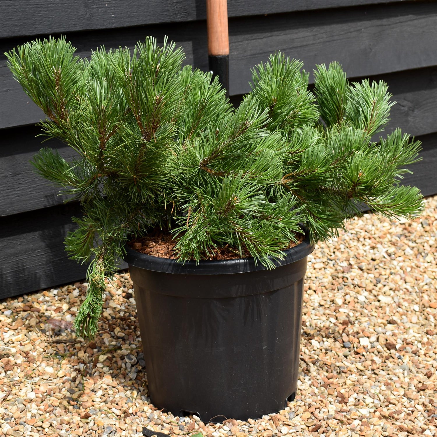 Pinus mugo 'Krauskopf' | Dwarf mountain pine - Height 30-50cm - Width 50-60cm - 11lt