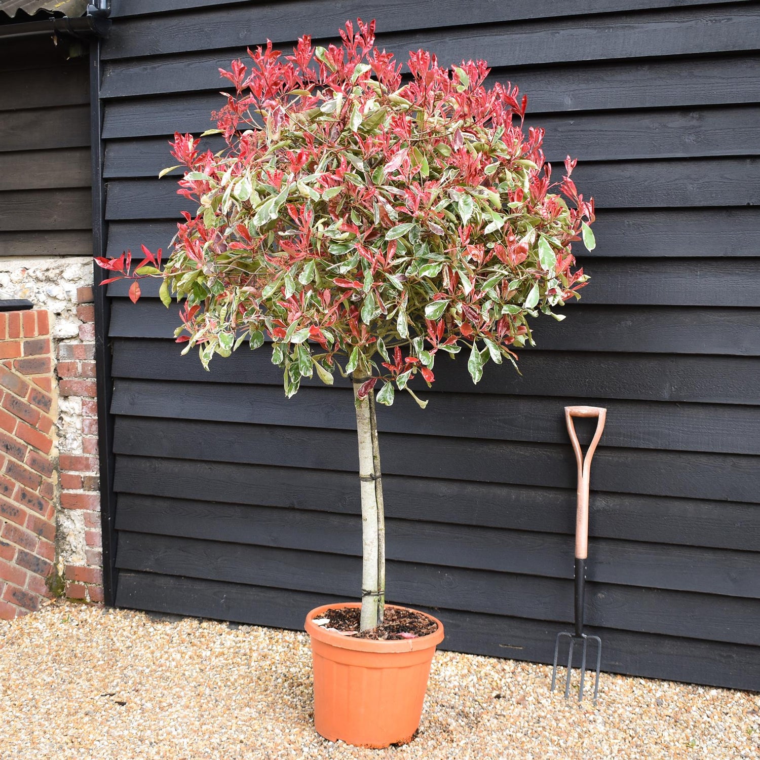 Photinia Pink Marble ('Cassini') | Christmas Berry Pink Marble - 35lt