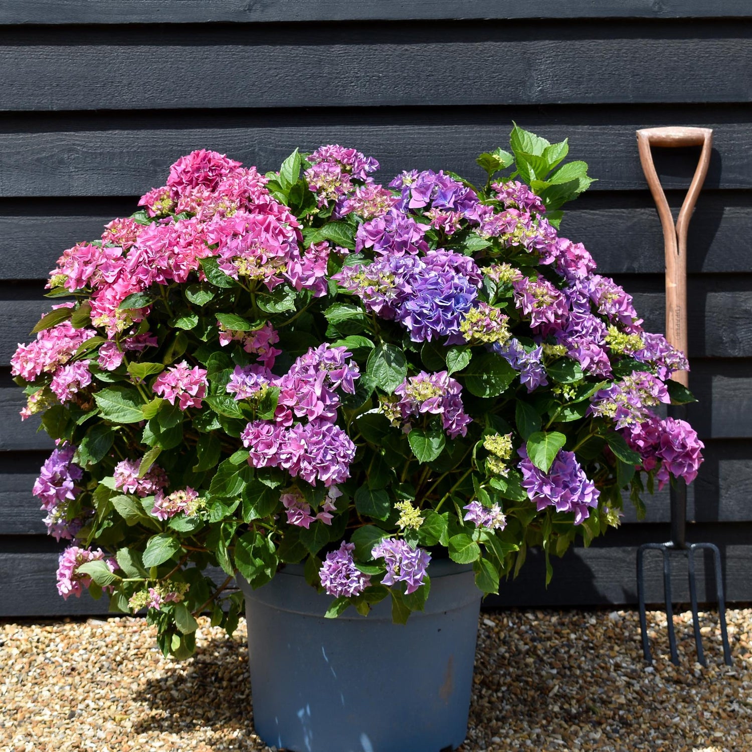 Hydrangea Original Mophead - Blue | Blue Hydrangea Height 40-50cm Width 50cm - 40lt