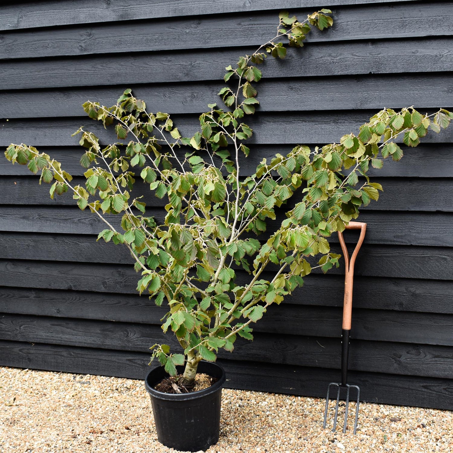 Hamamelis x intermedia 'Pallida' | Witch hazel - Height 150cm - 25lt
