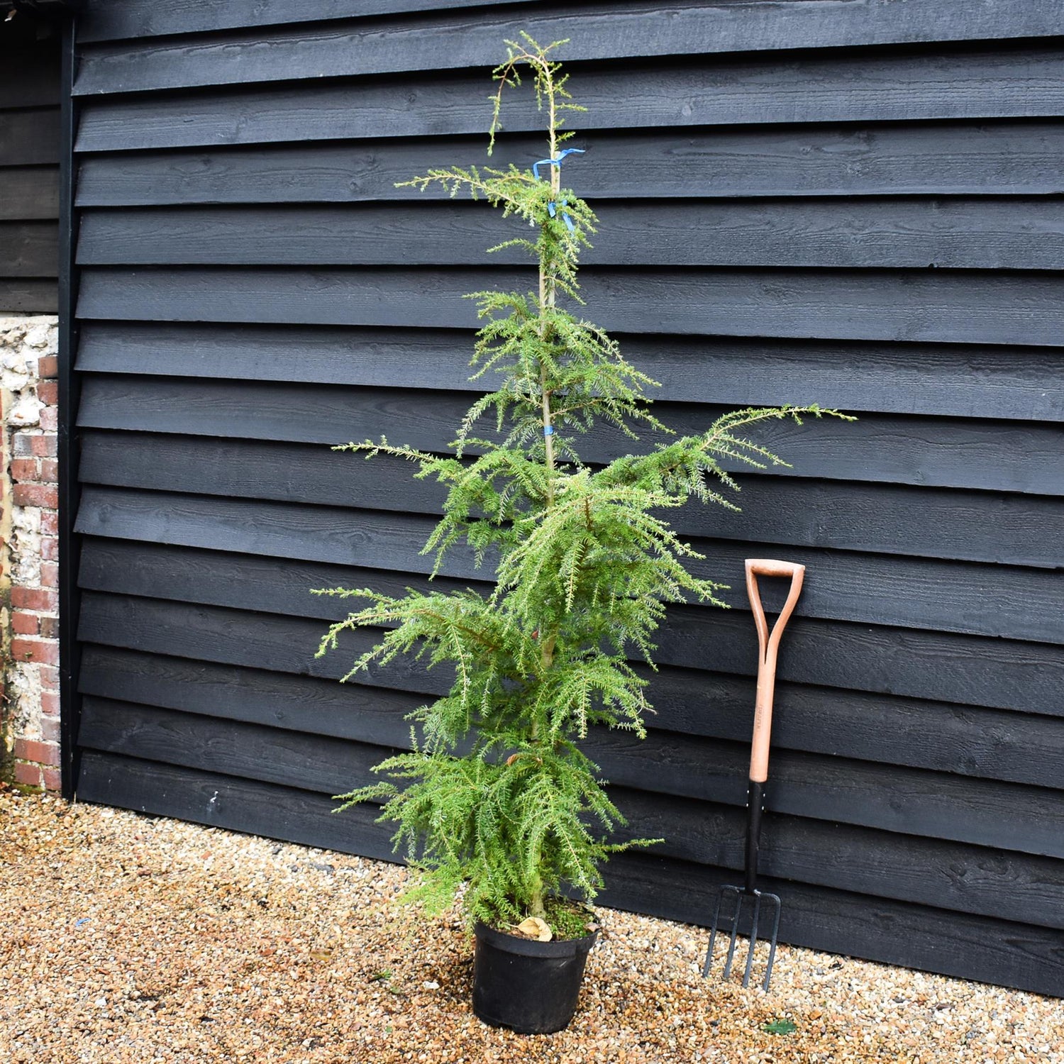 Tsuga heterophylla | Western Hemlock - Height 175-200cm - 10lt