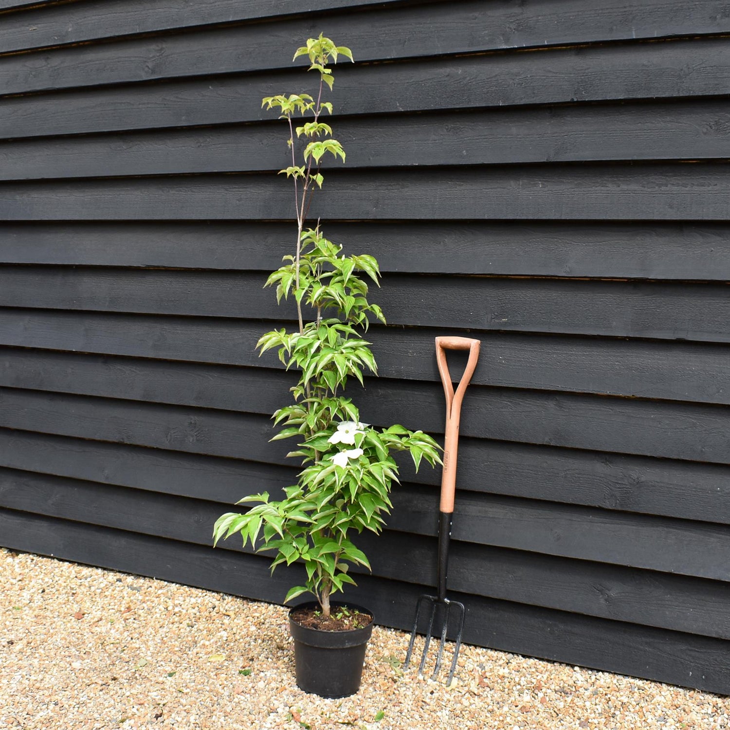 Cornus Rutgersensis Stellar Pink | Stellar Pink Dogwood - 120-150cm - 7lt
