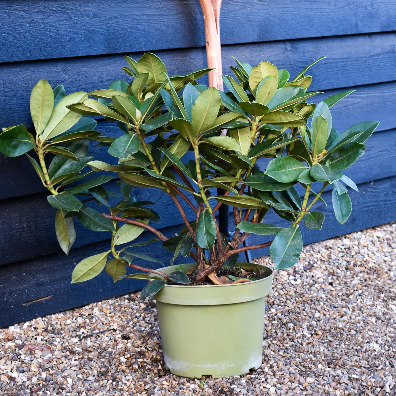 Rhododendron 'Gomer Waterer' - Shrub - Height 50-60cm - 10lt