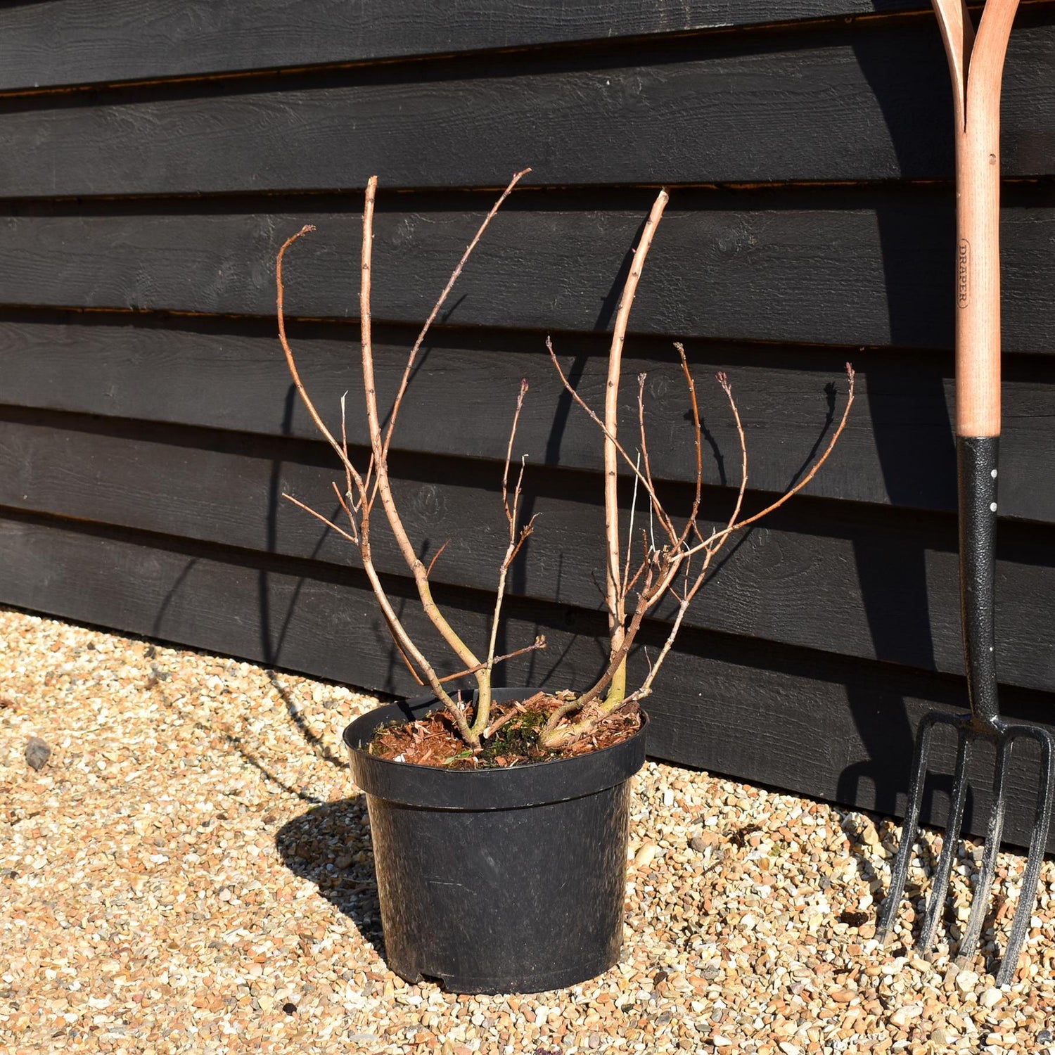Cotinus coggygria 'Royal Purple' - Height 80-100cm - 10lt