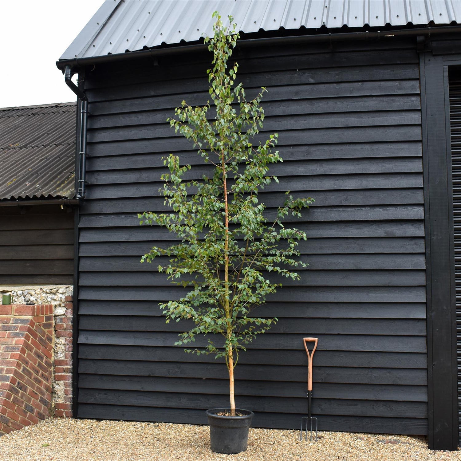 Erman's Birch | Betula ermanii - Height 200-250cm - Girth 8-10cm - 45lt