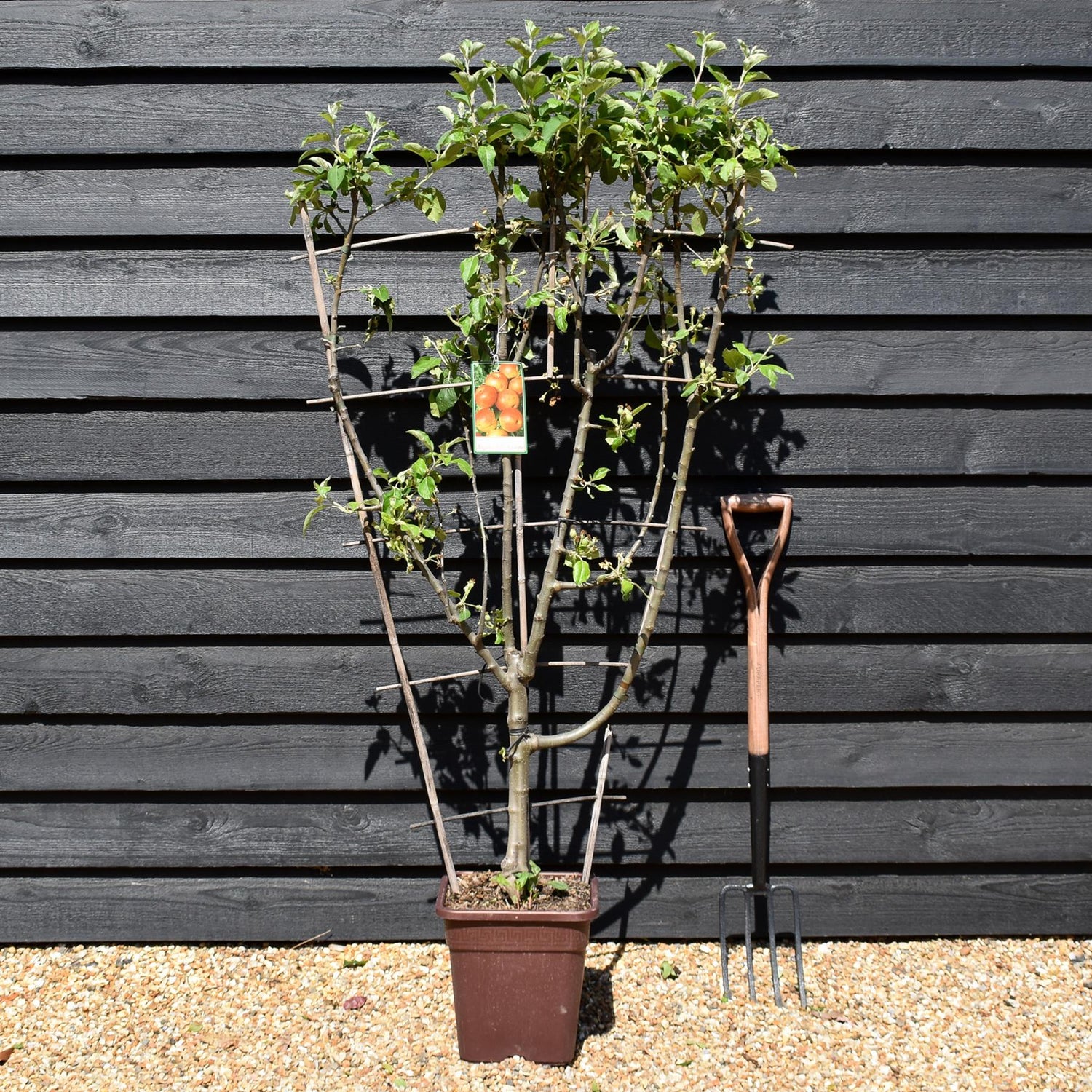 Malus Communis -  'Regina delle Renette' - Apple Tree - Espalier - Height 140-150cm - 15lt