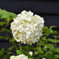 Viburnum Opulus Roseum | Snowball Bush - 40-50cm - 12lt