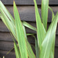 Phormium tenax | New Zealand Flax - 100-130cm, 25lt