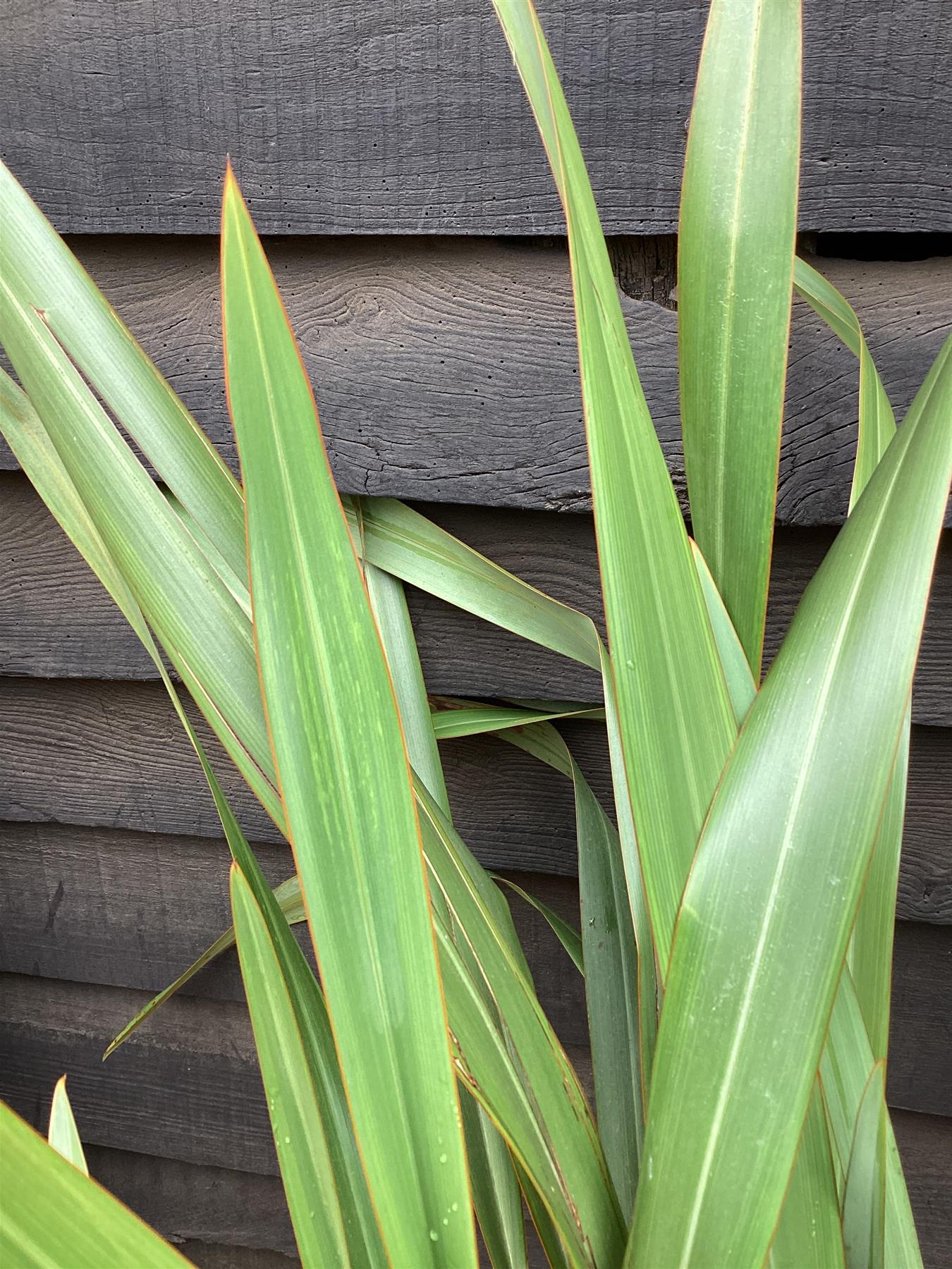 Phormium tenax | New Zealand Flax - 100-130cm, 25lt
