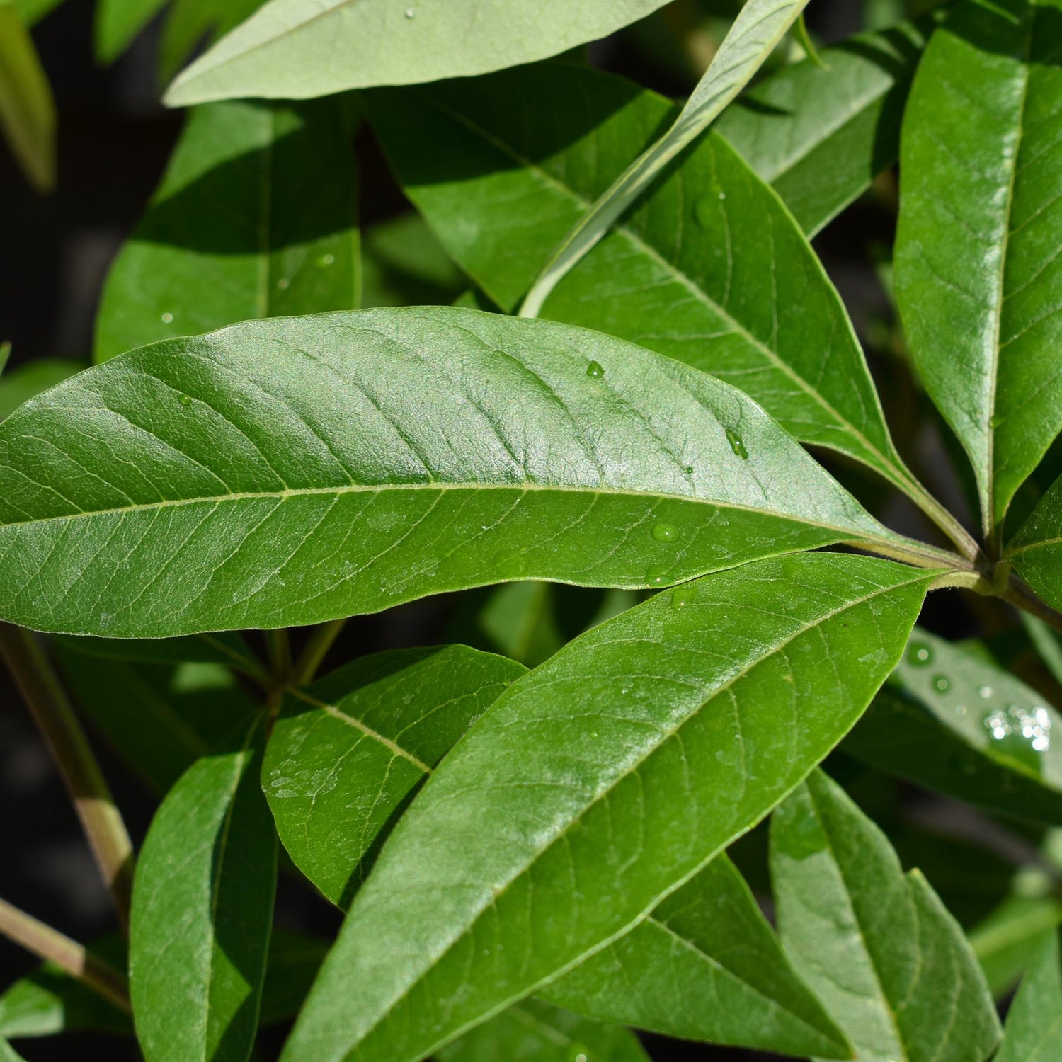 Vitex agnus-castus 'Latifolia'| Chaste tree - Height 90-110cm - 10lt