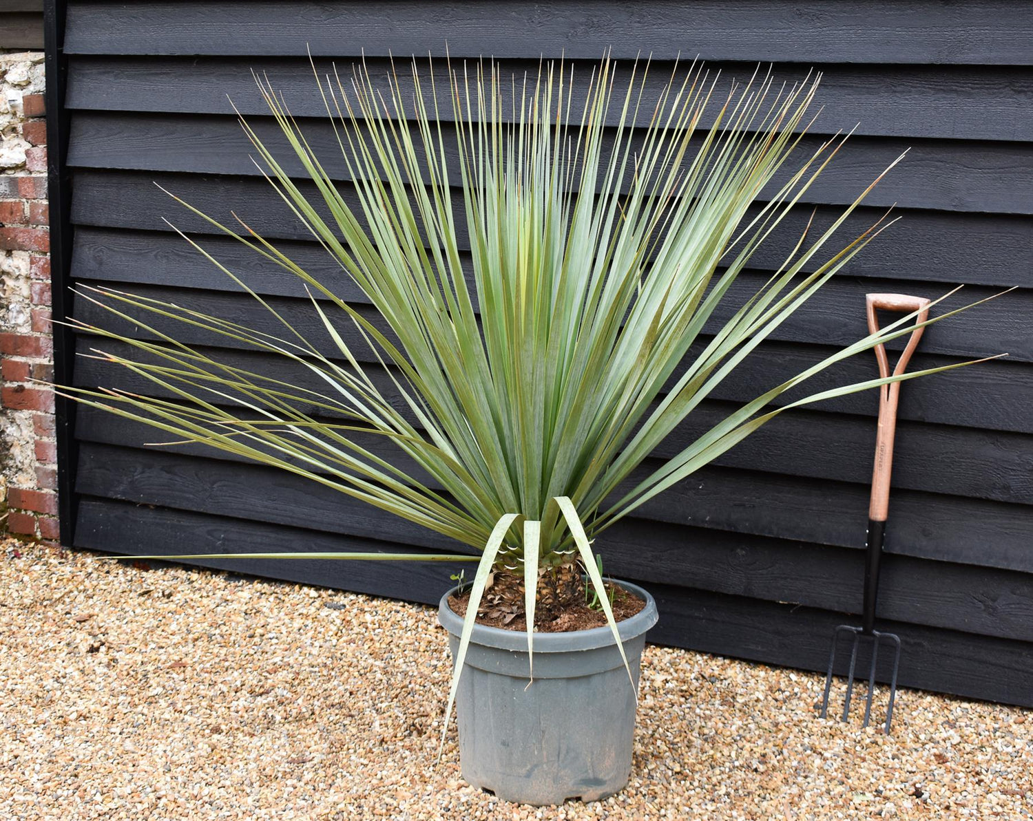 Nolina hibernica -  Beargrass Tree - Height 130cm - Width 190cm - 55lt
