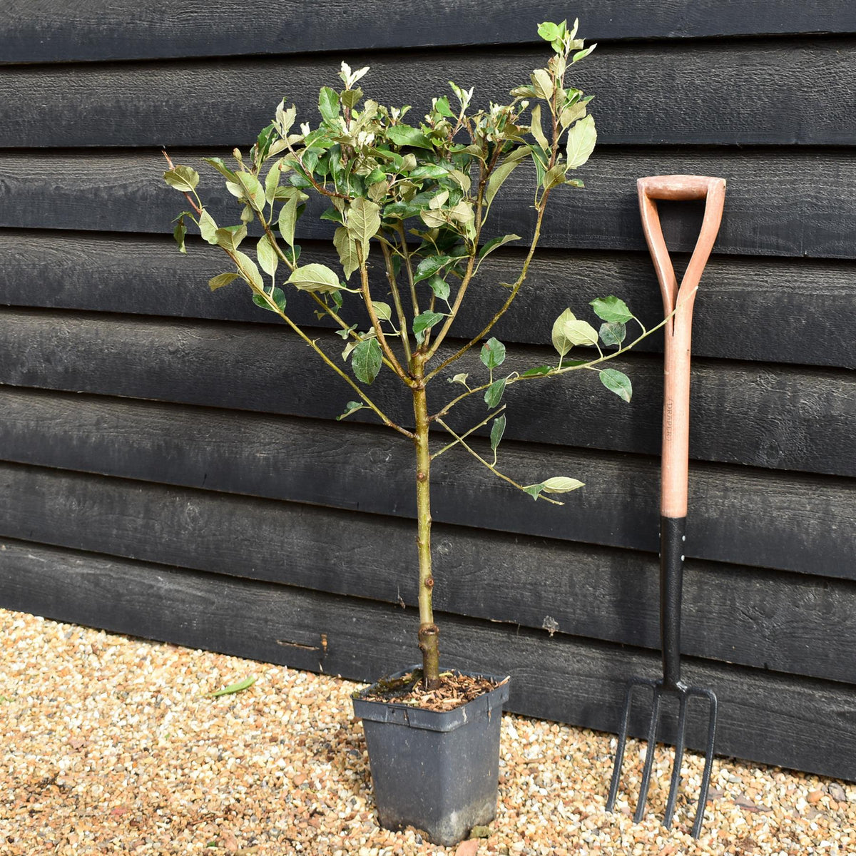 Apple tree 'Cox Orange Pippin' | Malus domestica - Patio Rootstock - Height 80-100cm - 7lt