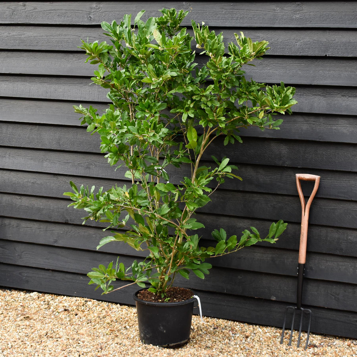 Magnolia Stellata | Star Magnolia - Bush - Height 120-140cm - 20lt