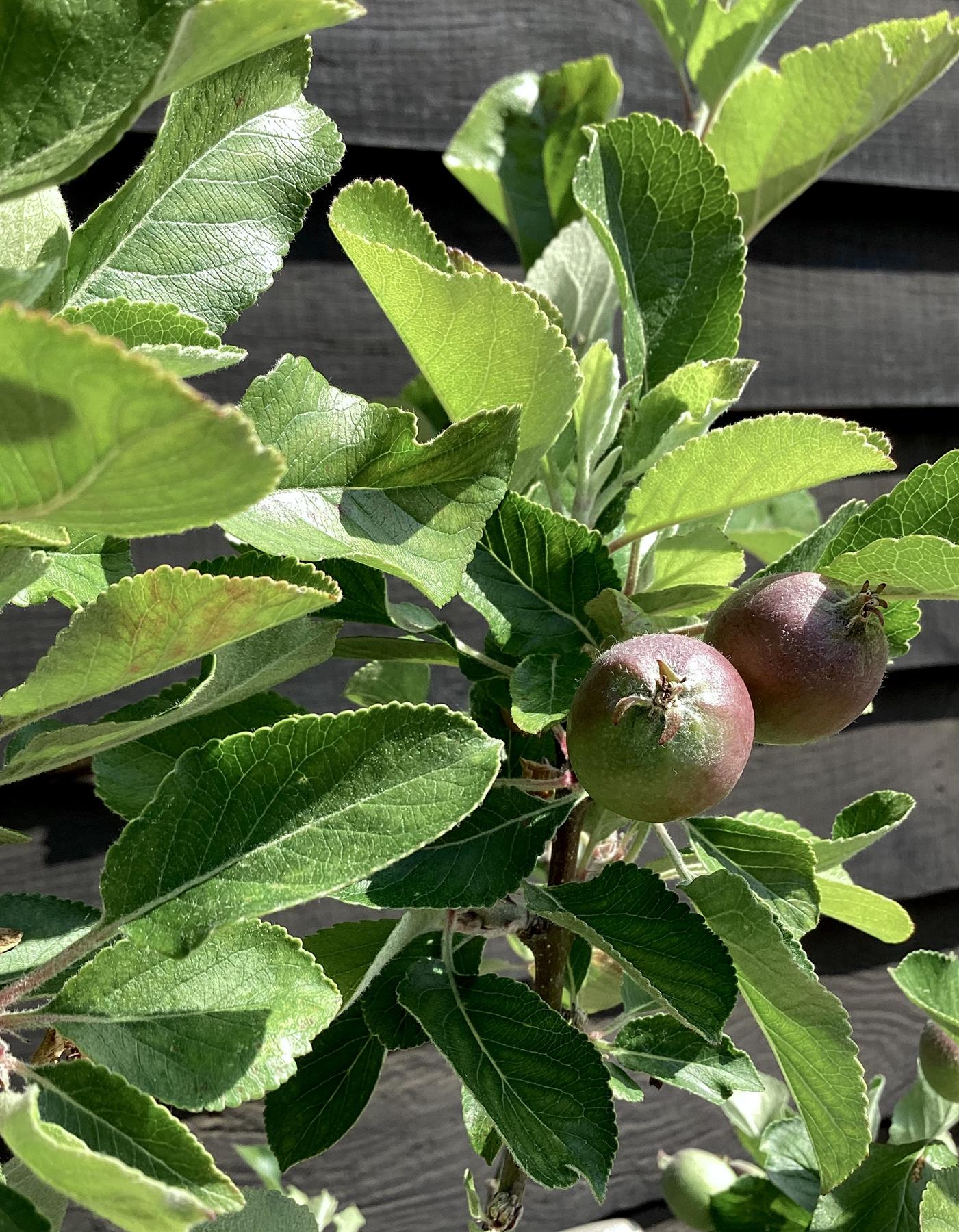 Apple tree 'James Grieve' | Malus domestica - 150-160cm - 10lt