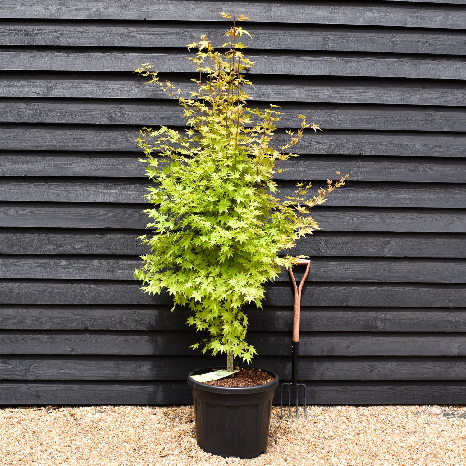 Acer palmatum 'Summer Gold' - Bushy - 190-200cm - 55lt