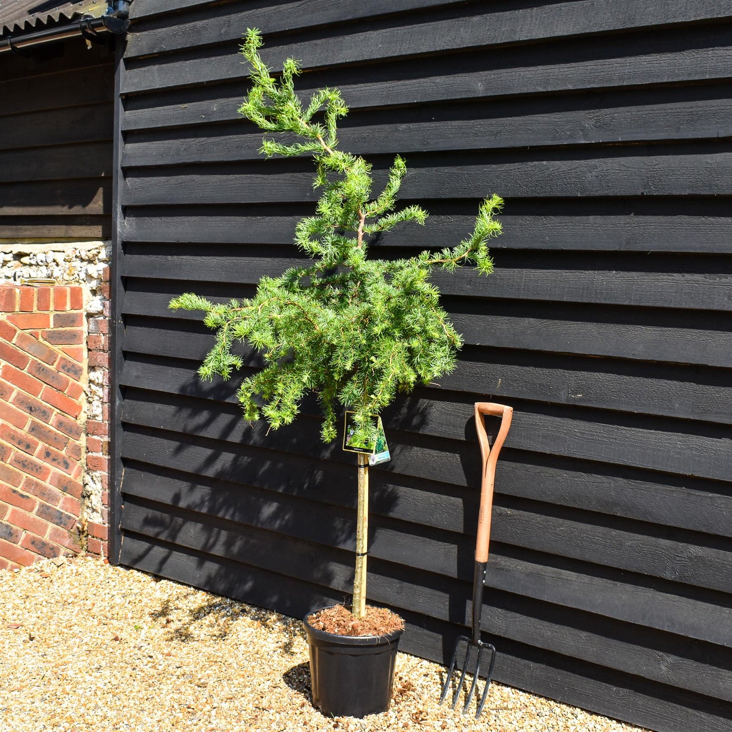 Larix kaempferi 'Diana' - Stem 80cm - Height 180-190cm- 25lt