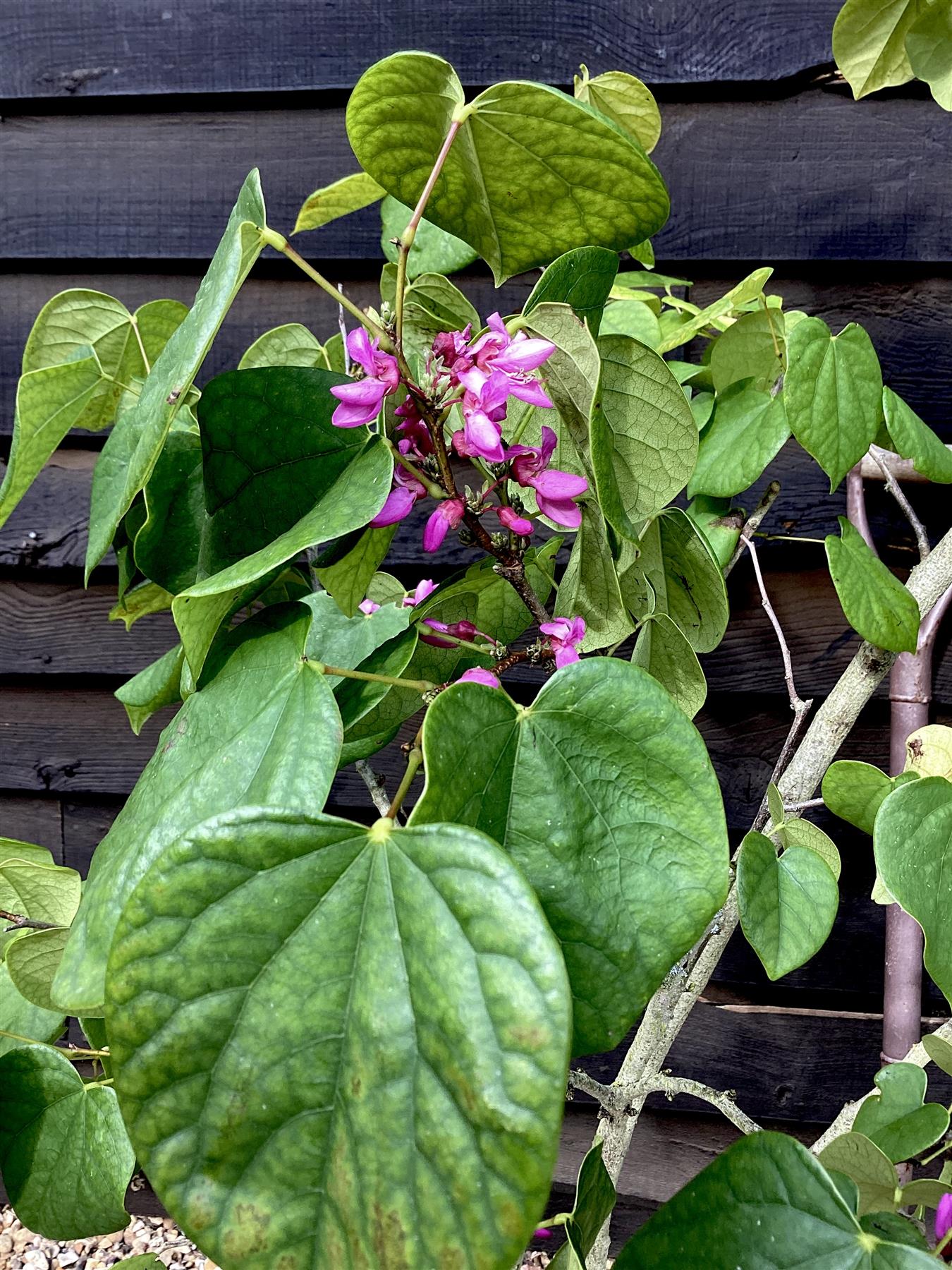 Cercis chinensis 'Avondale' - 100-120cm, 20lt
