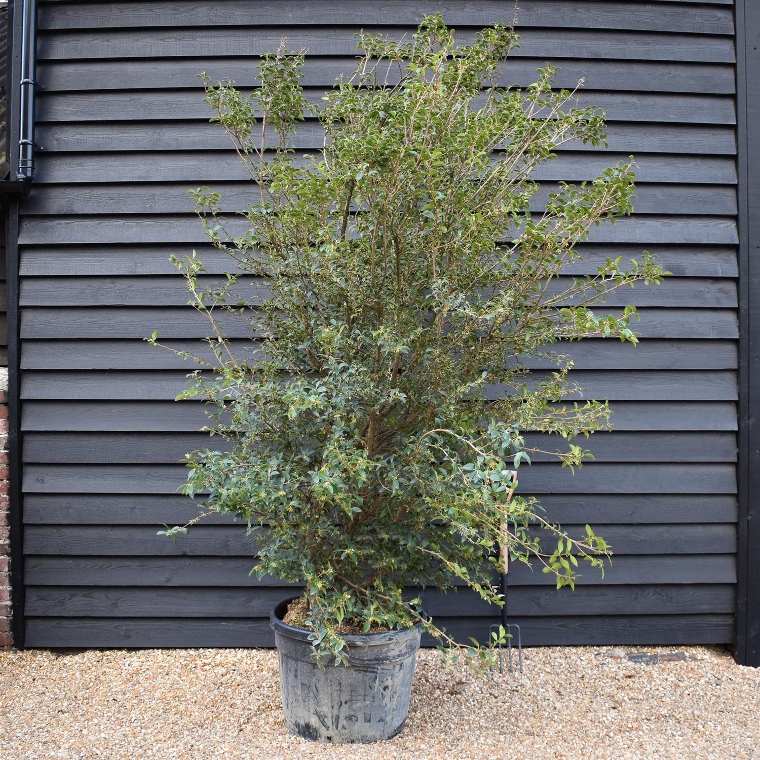 Osmanthus x burkwoodii | Burkwood Osmanthus - Large Shrub - Height 250cm - 110lt