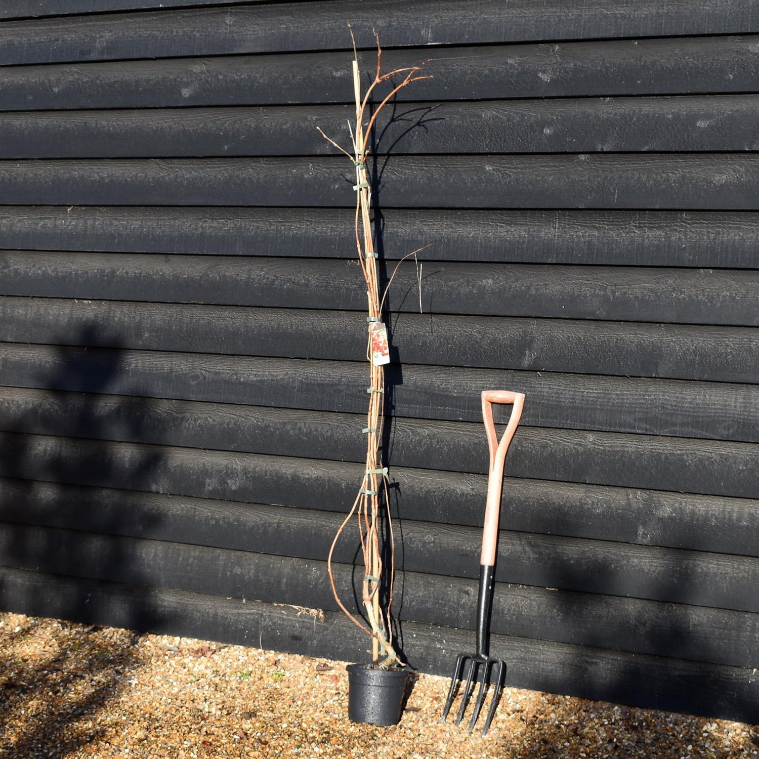 Campsis 'Madam Galen' - Deciduous Climber - Height 180-200cm - 9lt