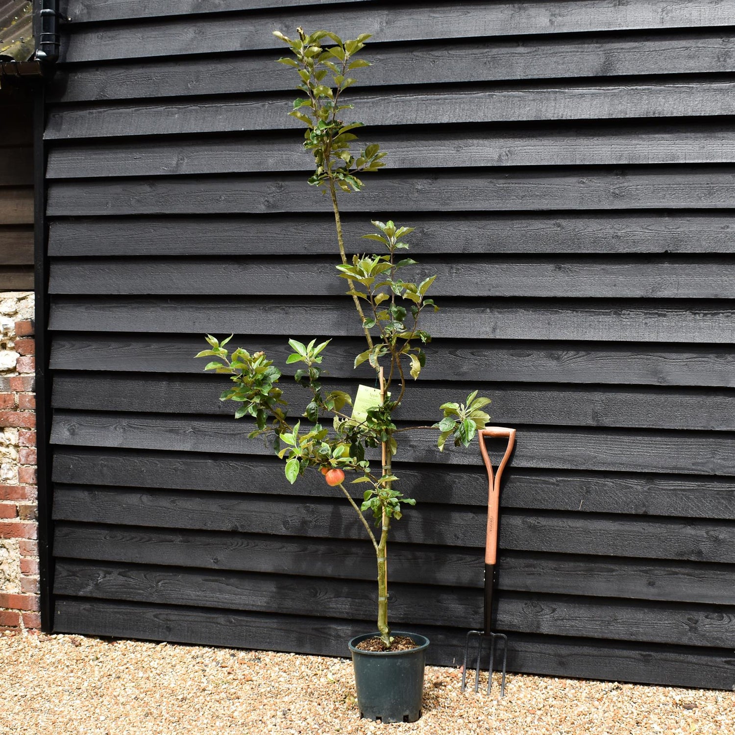 Apple tree 'Discovery' | Malus domestica - 130-140cm - 10lt