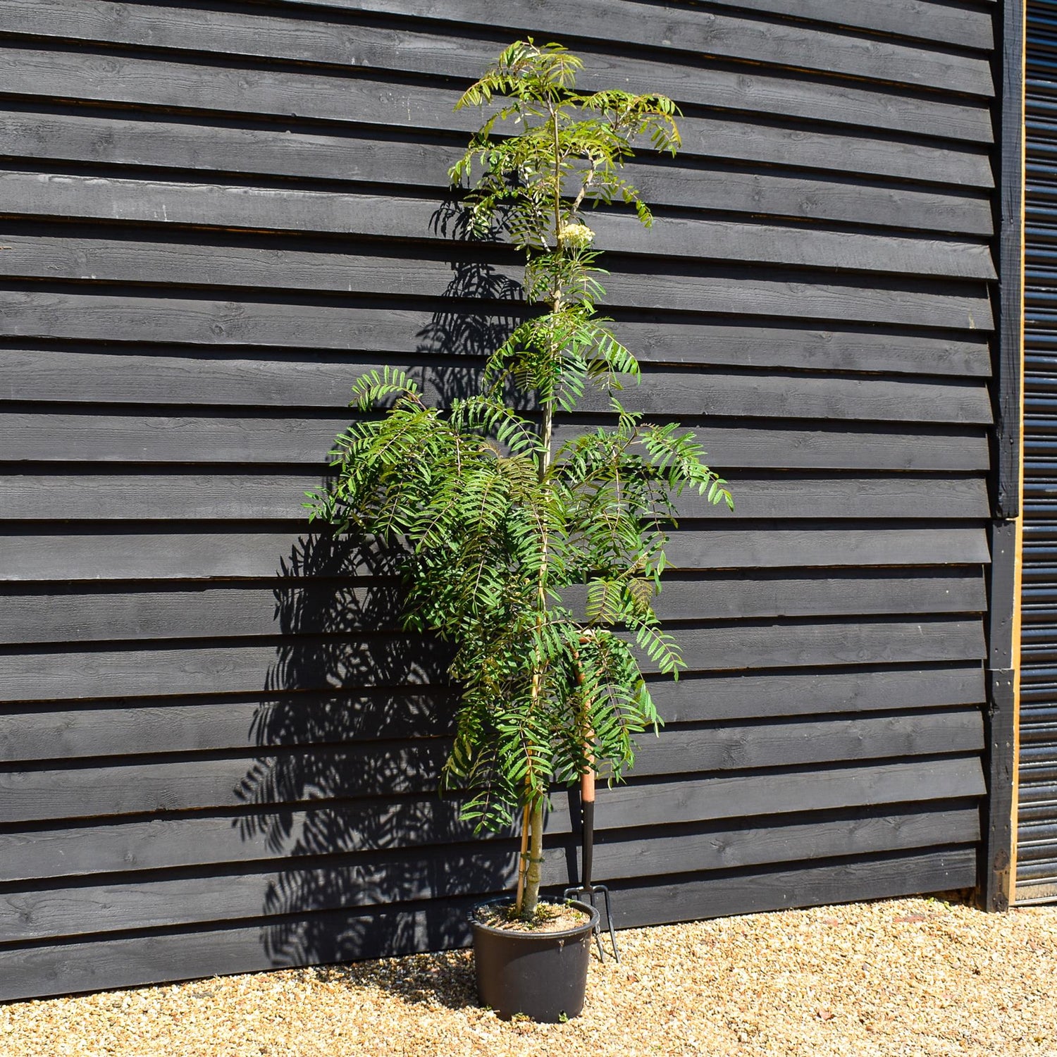 Rowan | Sorbus aucuparia Chinese Lace | Mountain Ash - Height 200-220cm - 20lt