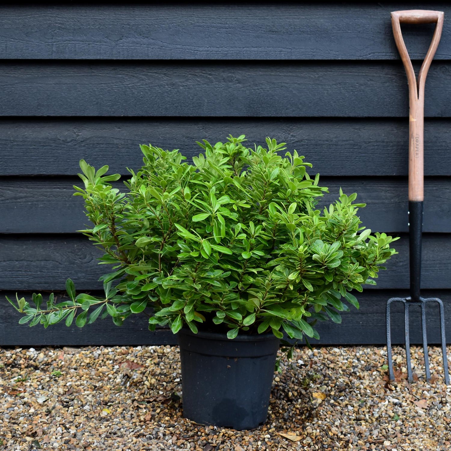 Pittosporum tobira 'Nanum' | Dwarf Japanese Pittosporum - Shrub - Height 40-50cm - 9lt