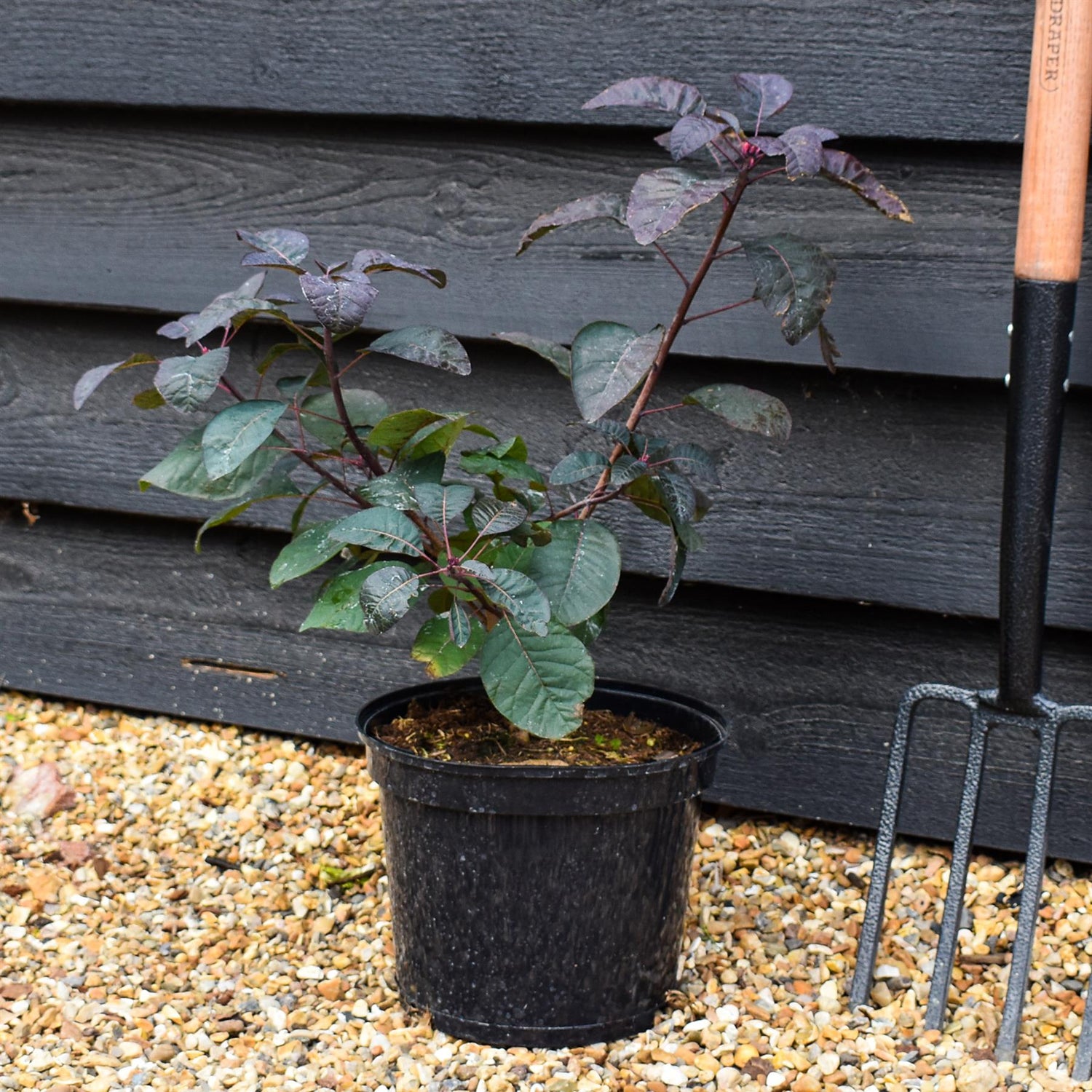 Cotinus coggygria ' Grace' - Height 40-70cm - Bushy - 5lt