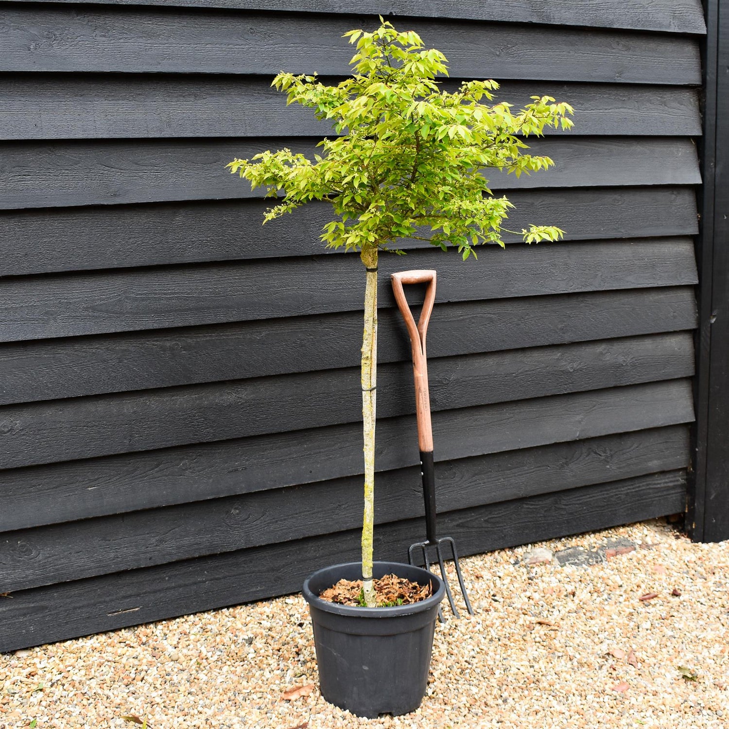 Euonymus alatus Shrub | Winged Spindle Small Tree - - Clear Stem 100cm - Height 140-150cm - 15lt