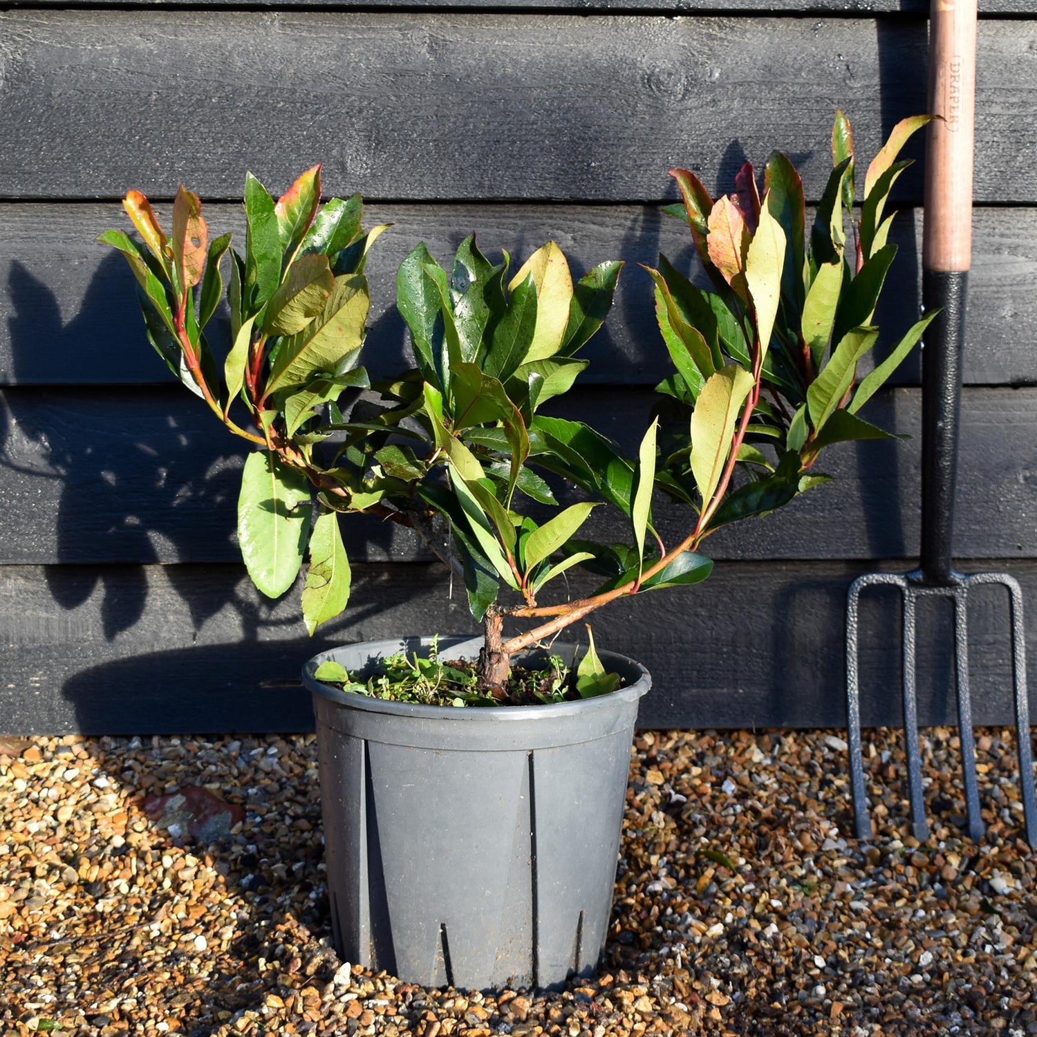 Eriobotrya japonica 'Coppertone' | Coppertone Loquat Tree - Shrub - Height 40-50cm - 10lt
