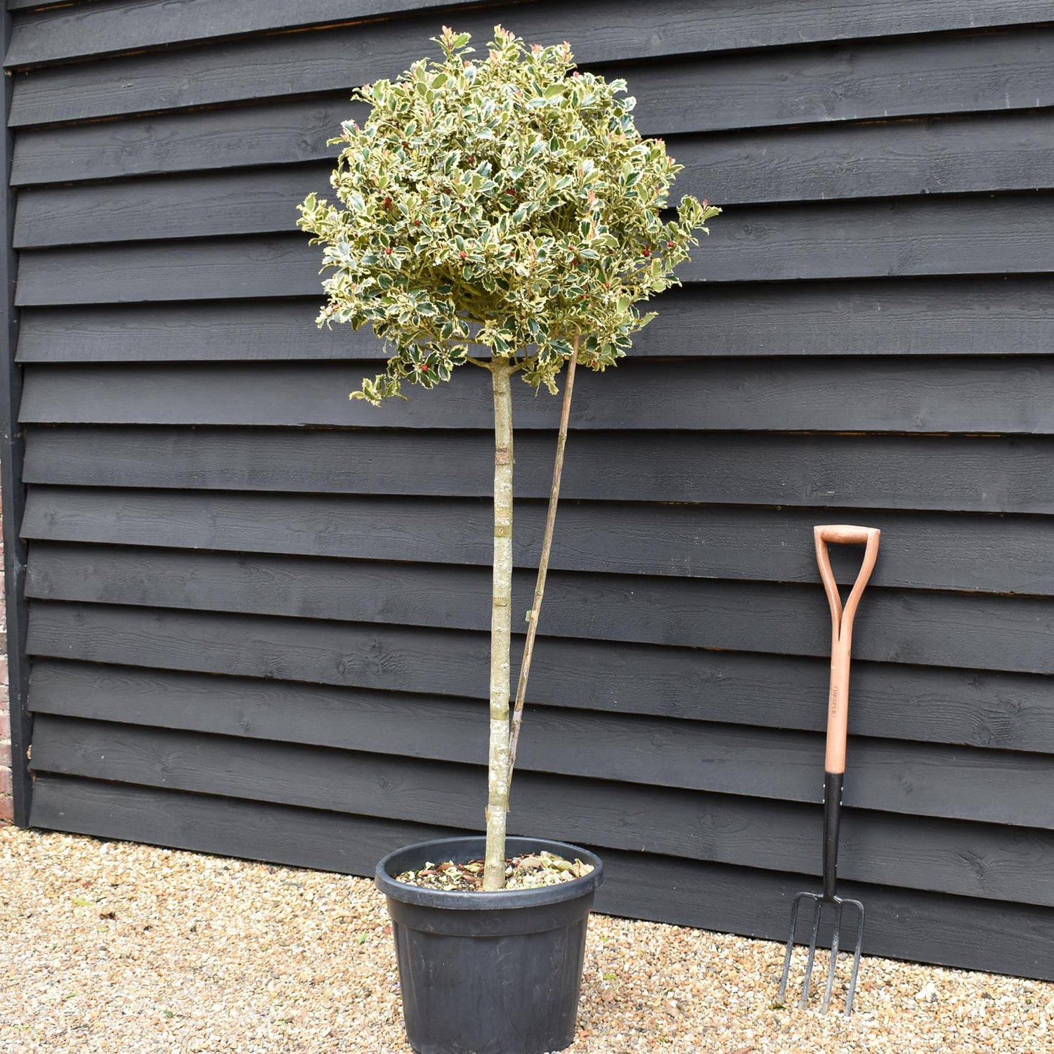 Ilex Aquifolium 'Argentea Marginata' | Silver-Margined Holly -  - Stem 90cm - Height 140-150cm - 45lt