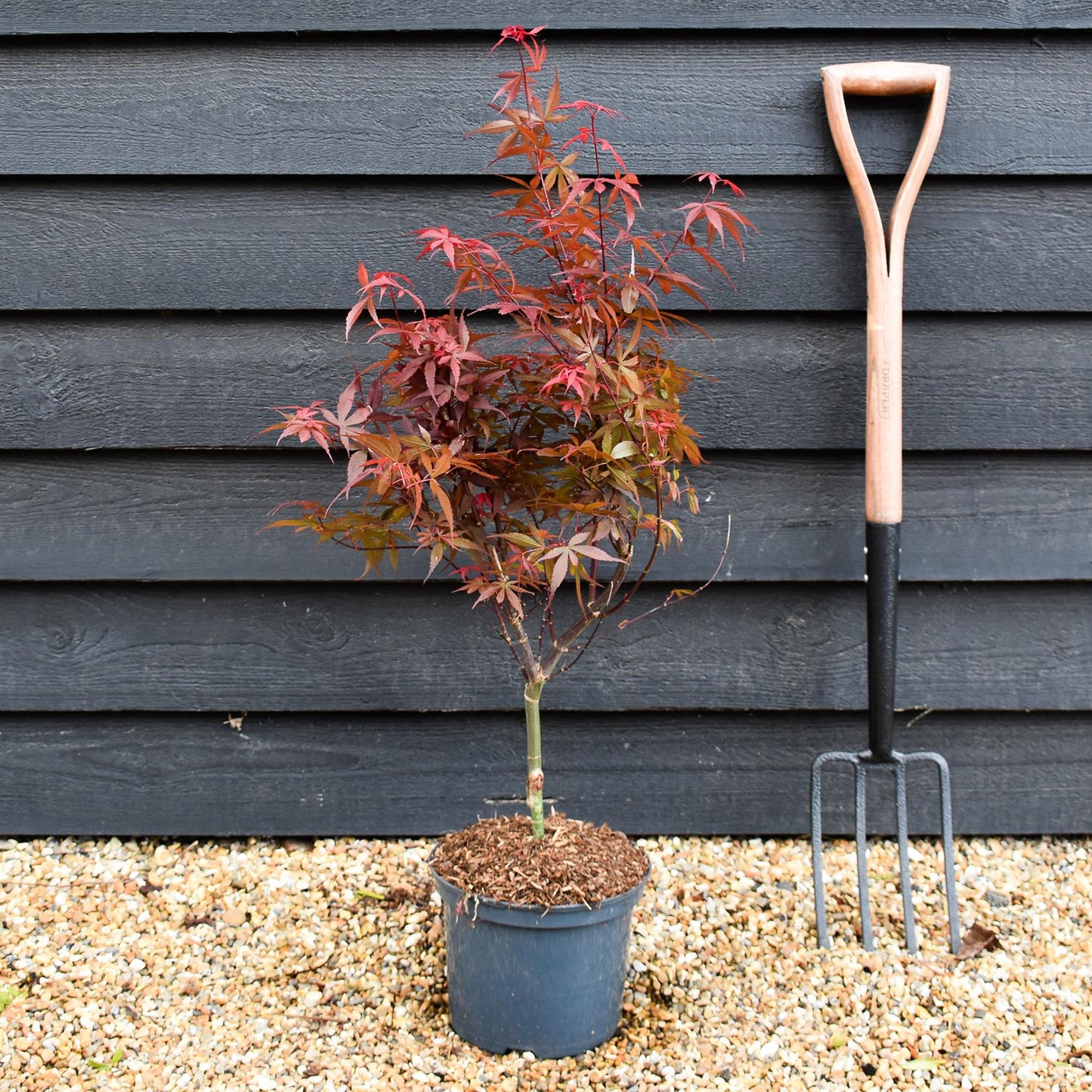 Japanese maple Skeeters Broom | Acer palmatum - Tree - Height 70-80cm -5lt