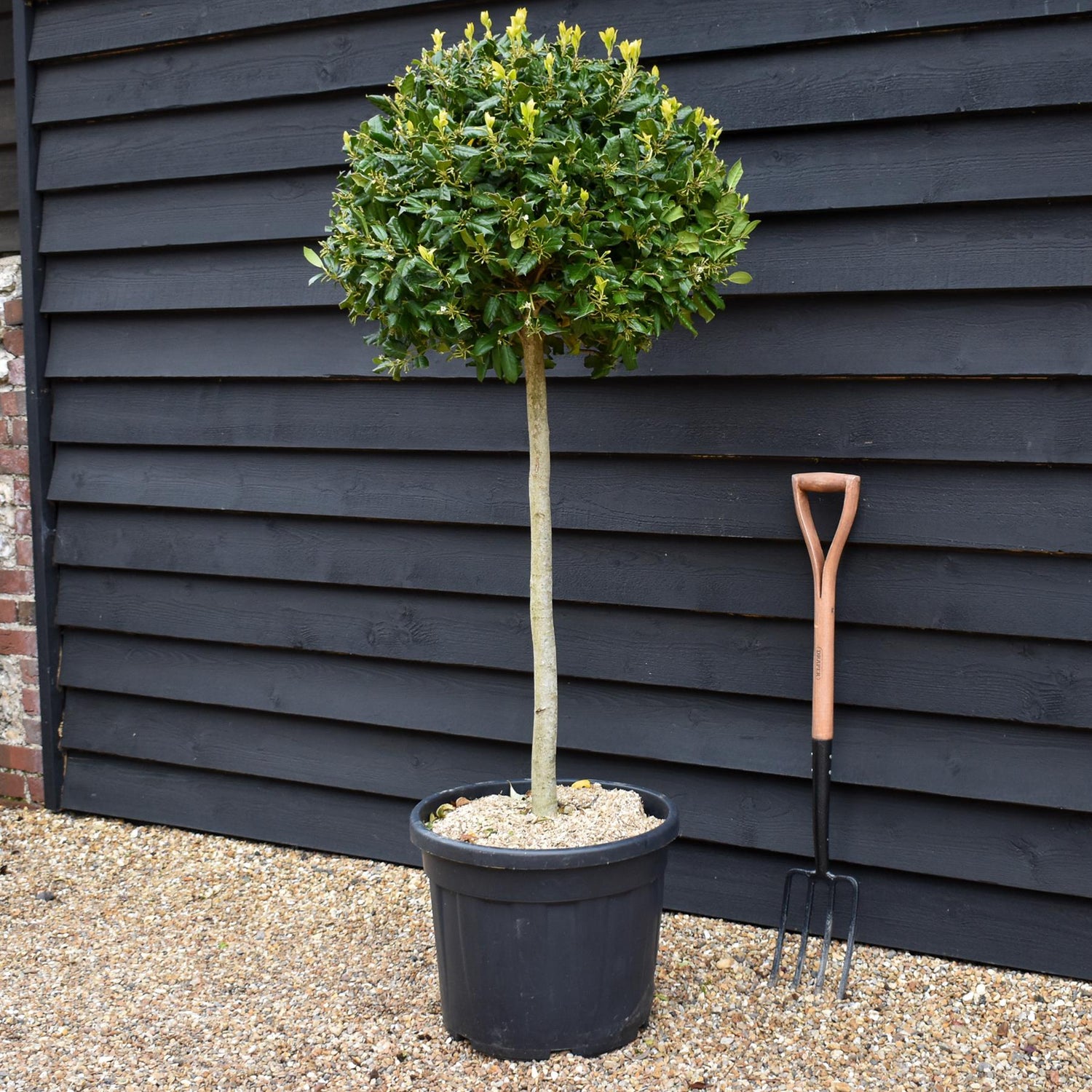 Ilex 'Nellie R. Stevens' | Holly 'Nellie R. Stevens' - Clear Stem 90cm - Height 130-140cm - 55lt