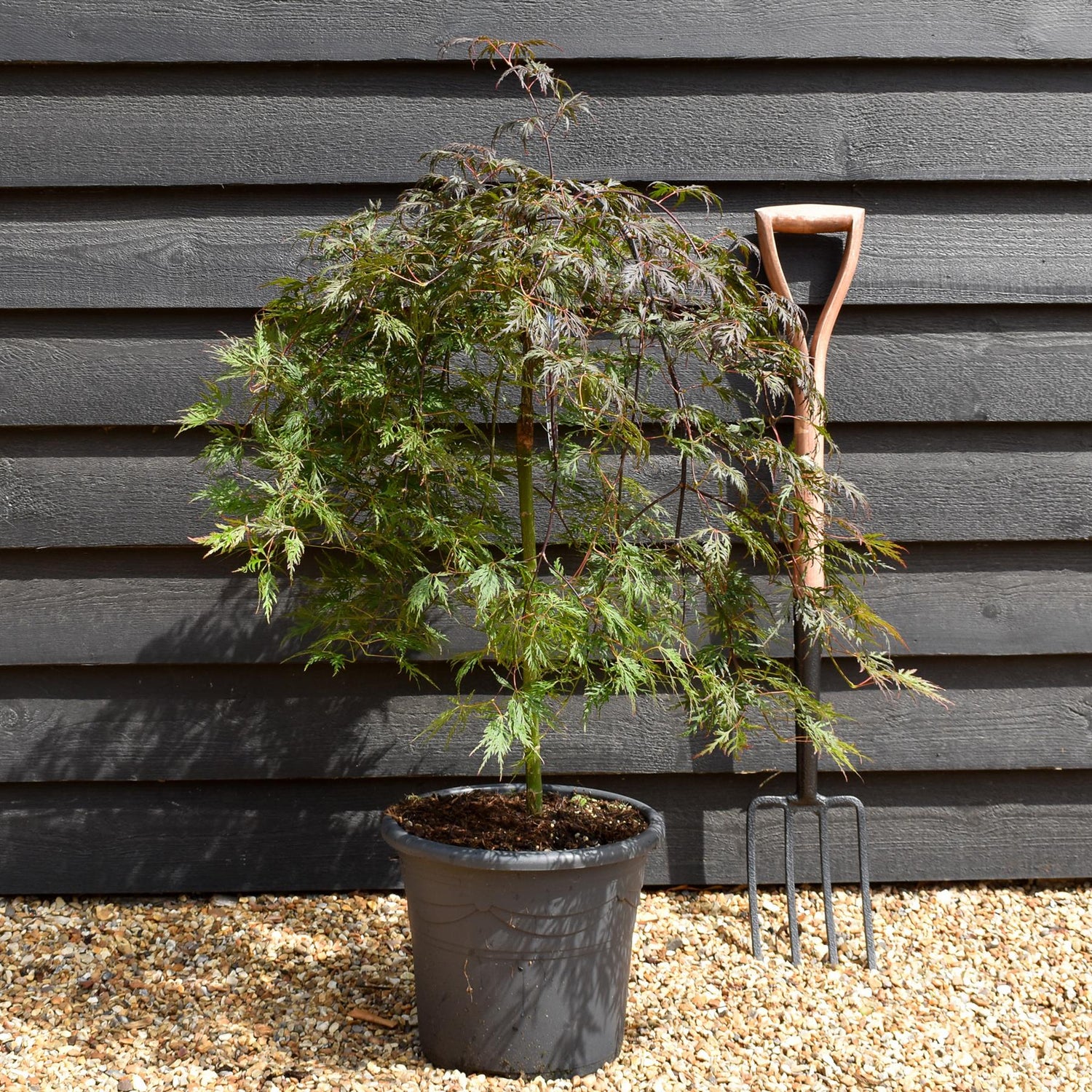 Japanese maple 'Orange Dream' | Acer palmatum - Clear Stem 50cm - Height 80-100cm - 15lt