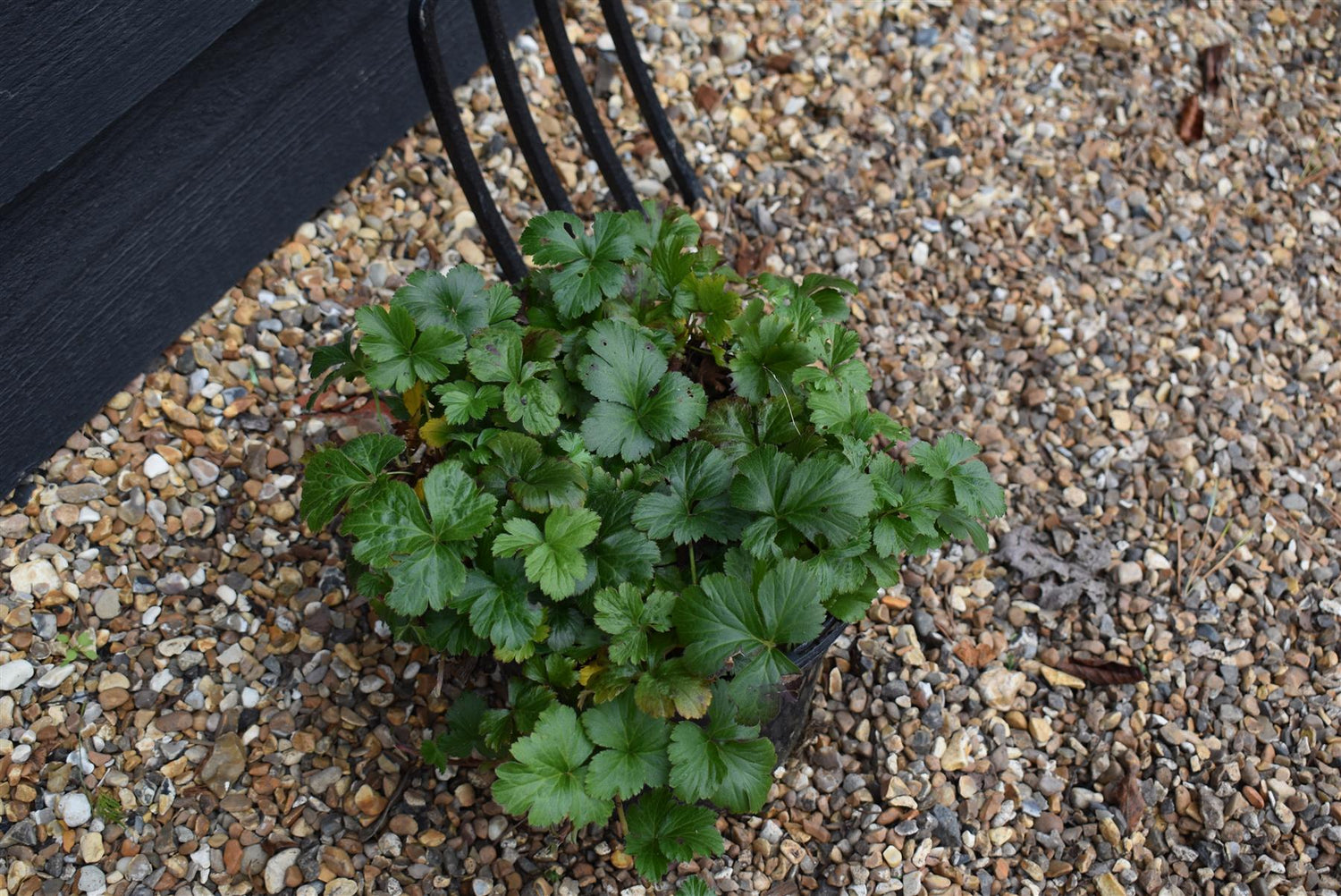 Barren Strawberry | Waldsteinia ternata - Ground cover shrub - Height Width 20-40cm - 10lt