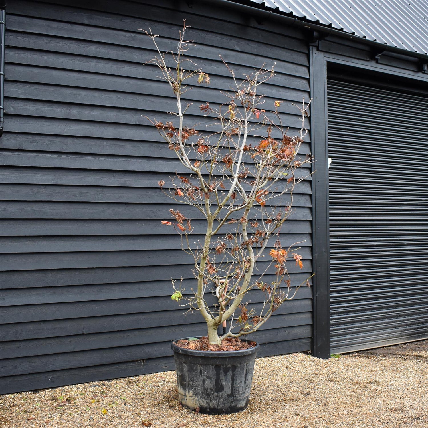 Acer japonicum 'Aconitifolium' | Downy Japanese maple - Specimen Tree - Height 260-280cm - 180lt