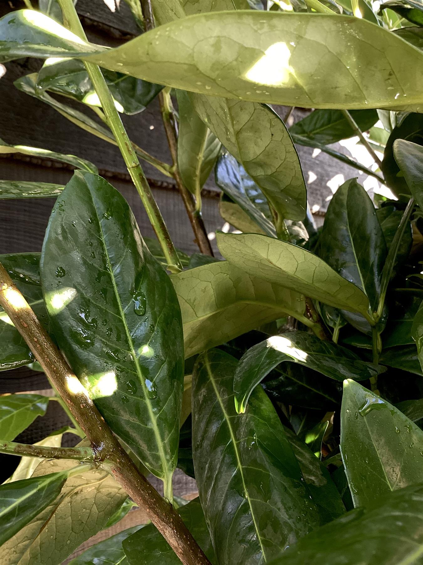 Cherry Laurel 'Novita' Full Standard Tree - Prunus laurocerasus 'Novita' | Clear Stem 200cm - Height 350-380cm  - Girth 10-12 - 90lt