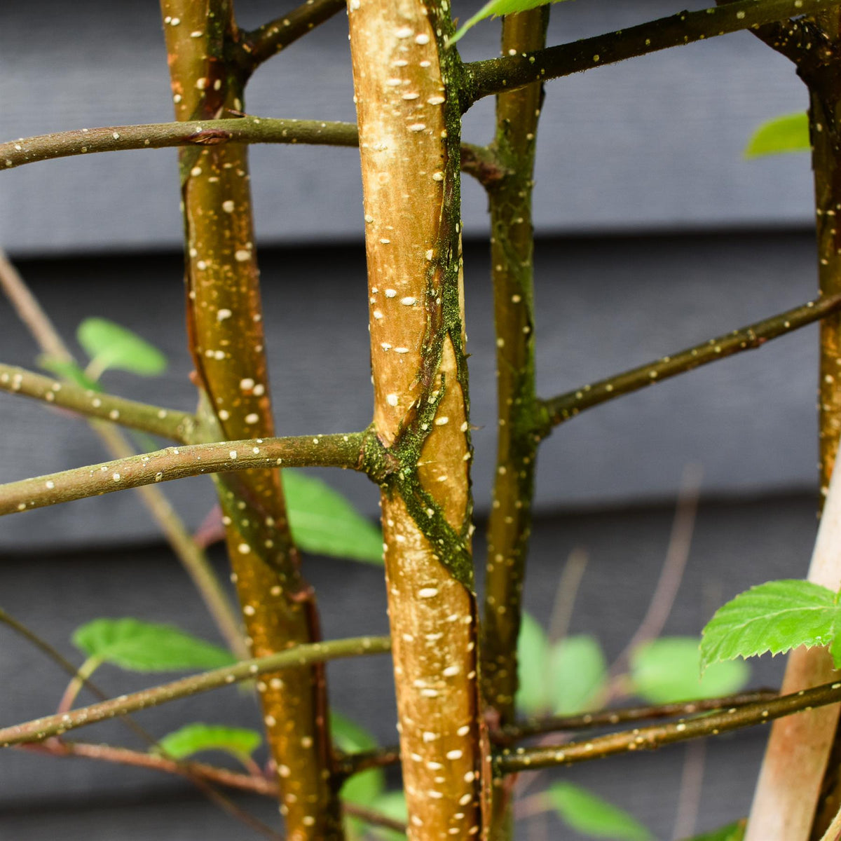 Betula utilis jacquemontii | Kashmir Birch - Multistem - 280cm, 20lt