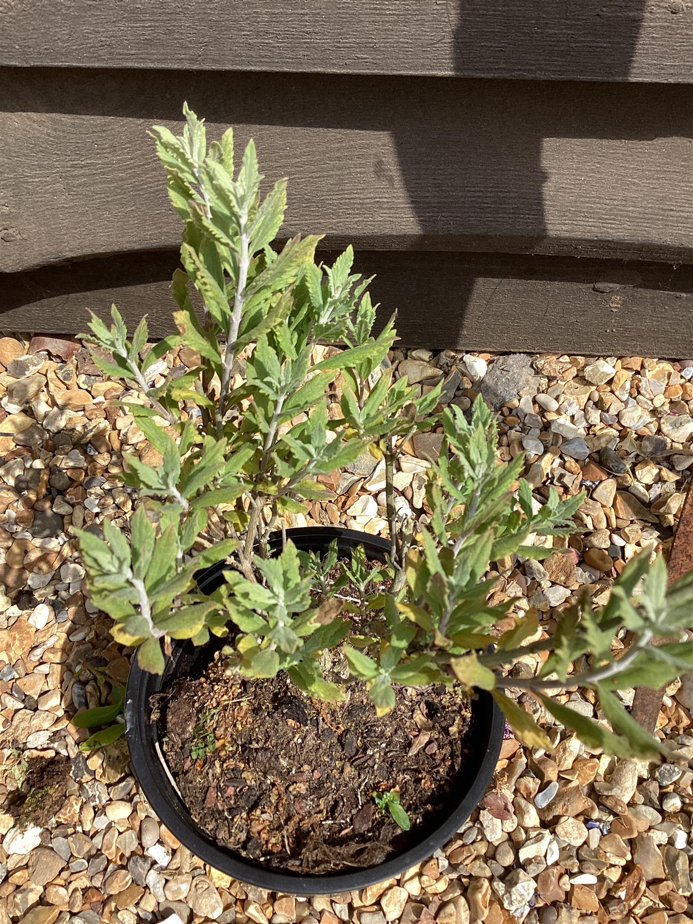 Caryopteris x clandonensis 'Kew Blue' | Kew Blue Caryopteris 10-20cm - 3lt