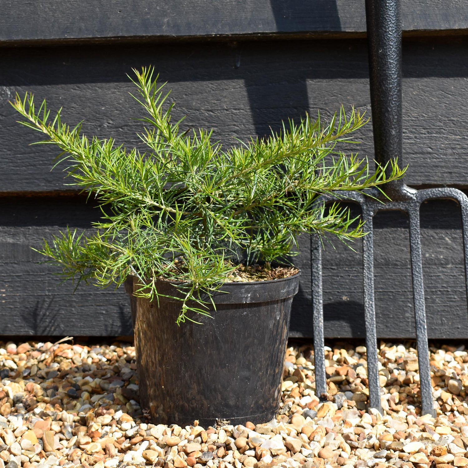 Grevillea 'Canberra Gem' - Shrub - Height 15-25cm -2lt