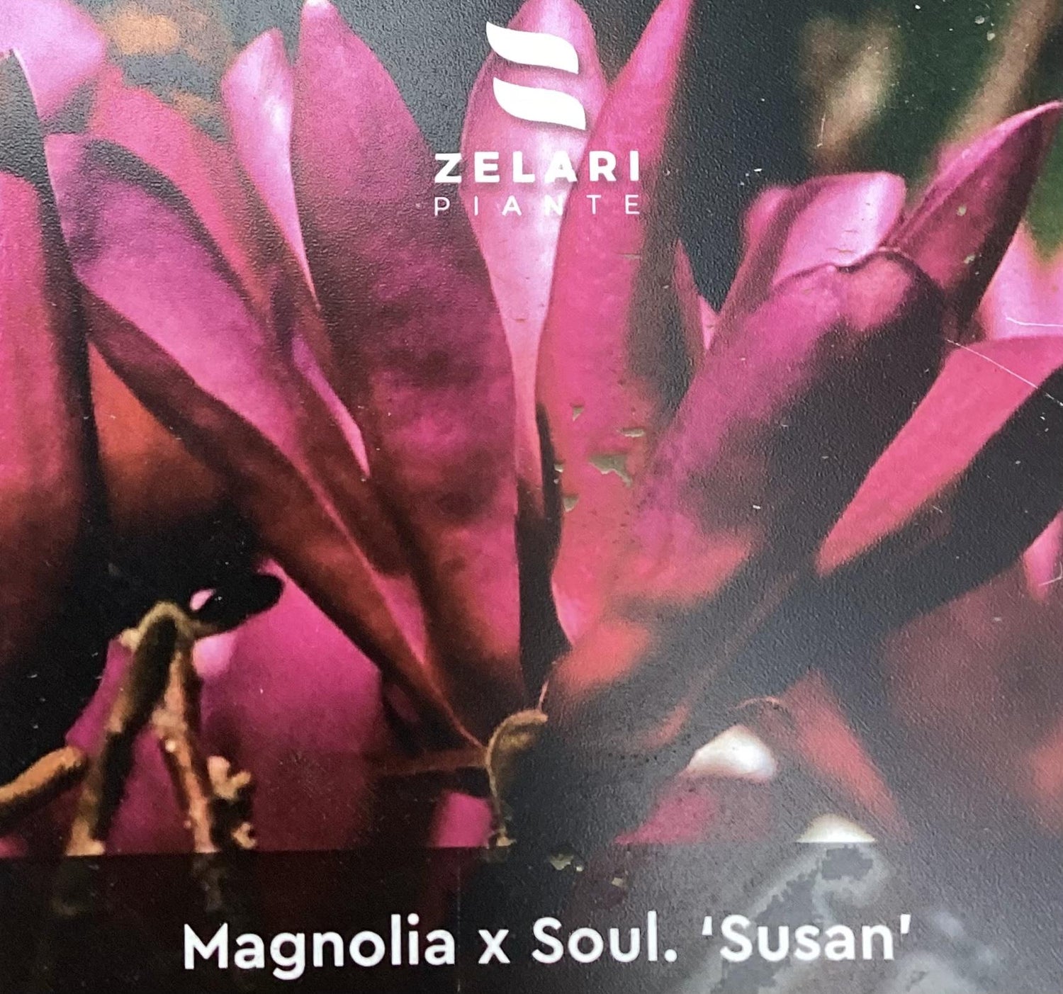 Magnolia Susan - Half Standard - 160-200cm - 30lt
