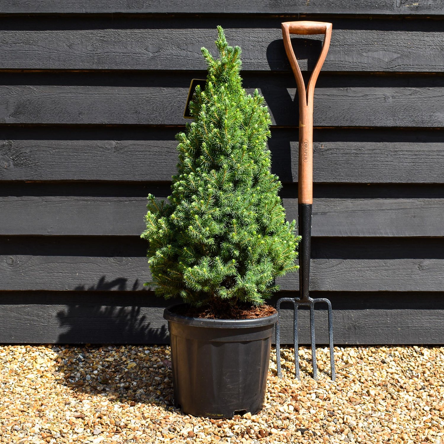 Picea glauca 'Sander's Blue' | Alberta spruce - Height 70-80cm - 11lt