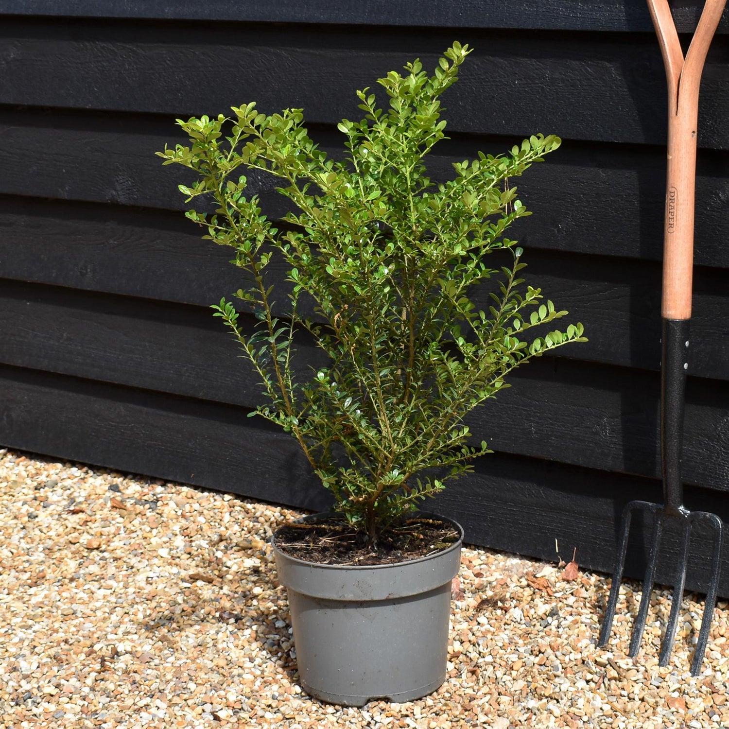 Ilex Crenata | Japanese Holly - Shrub - Height 70-90cm - 3lt