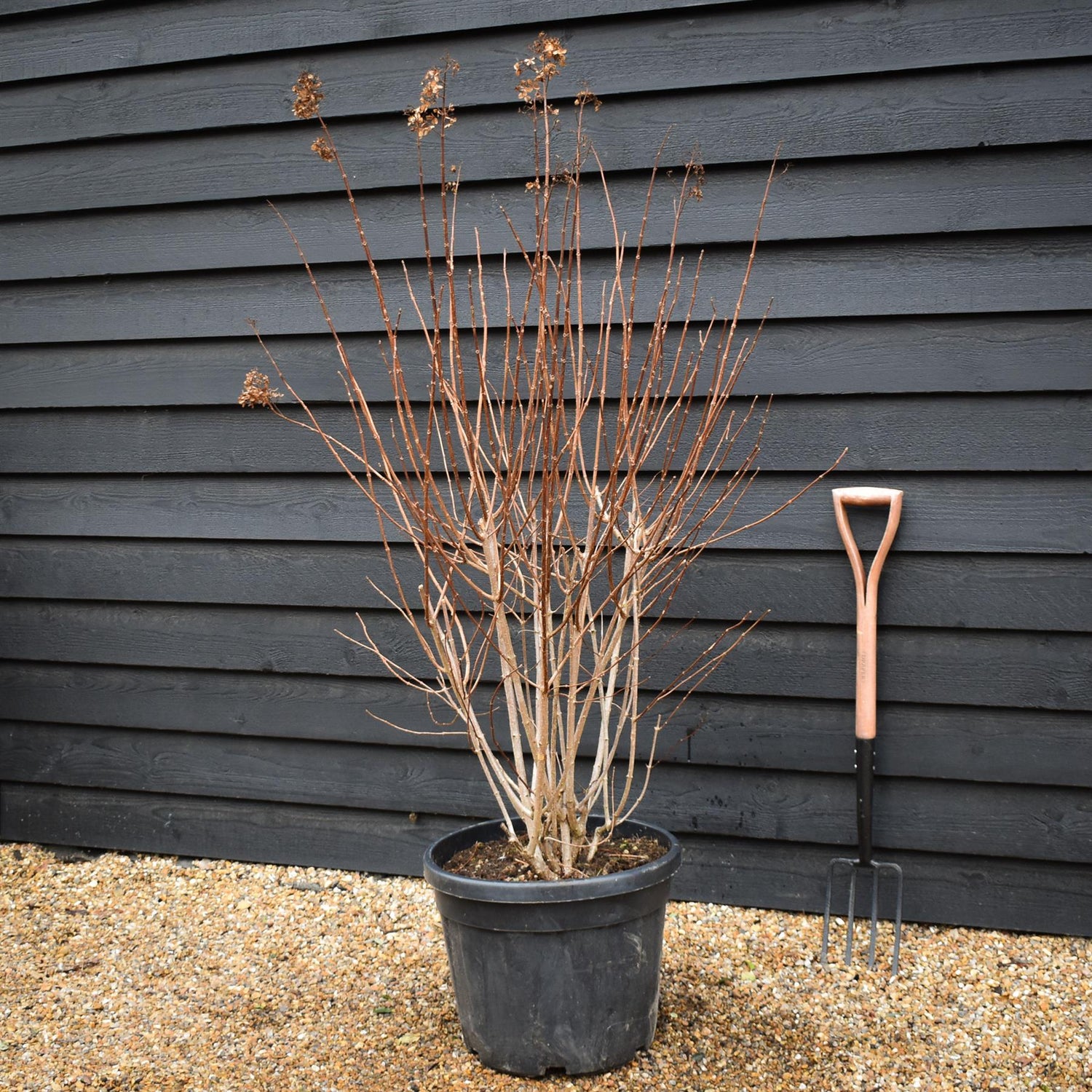 Hydrangea paniculata 'Vanille Fraise' - Shrub - Height 140cm - 45lt