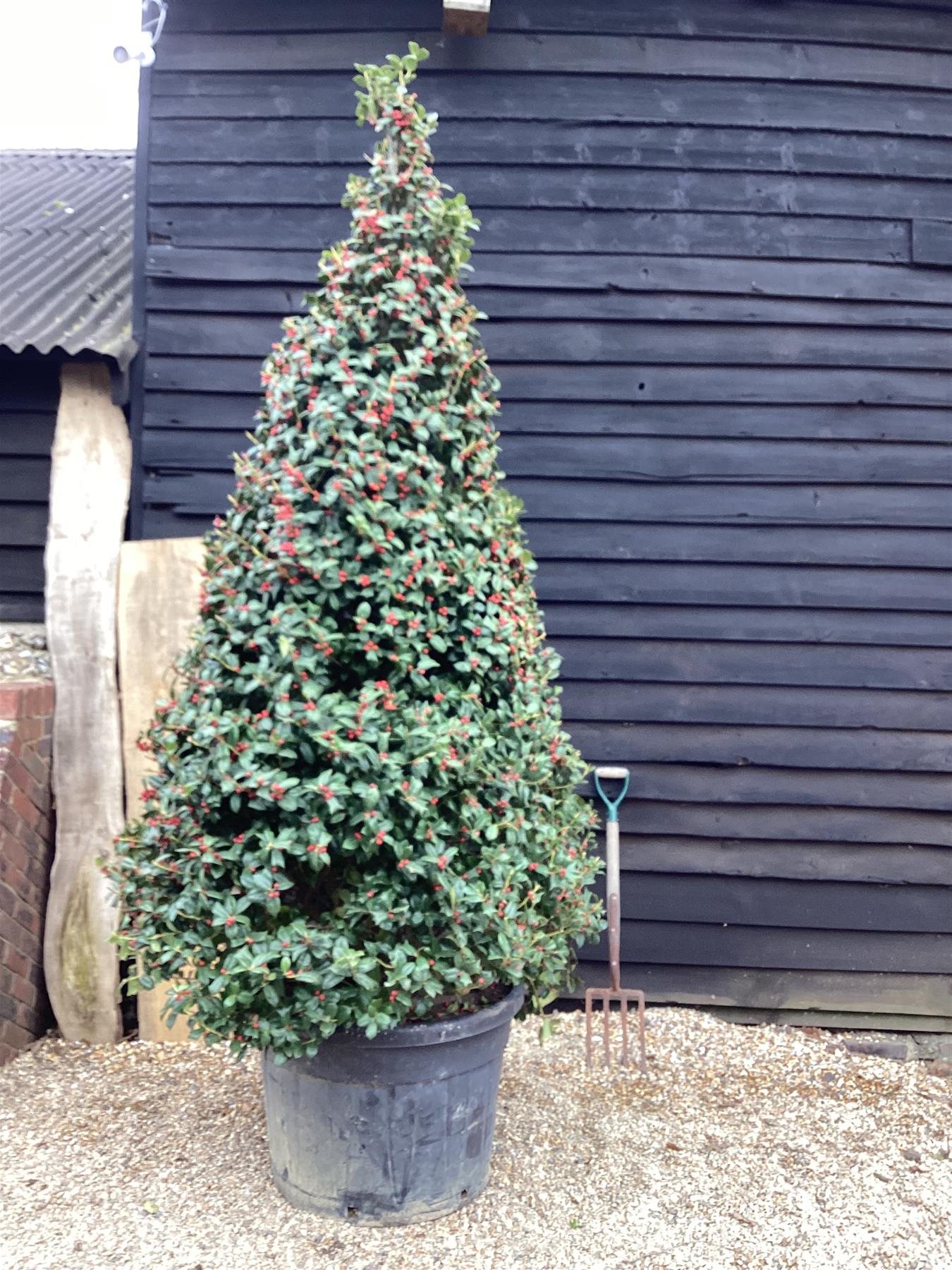 Ilex Nellie R Stevens | Holly 'Nellie R. Stevens' - Cone - 320cm, 130lt