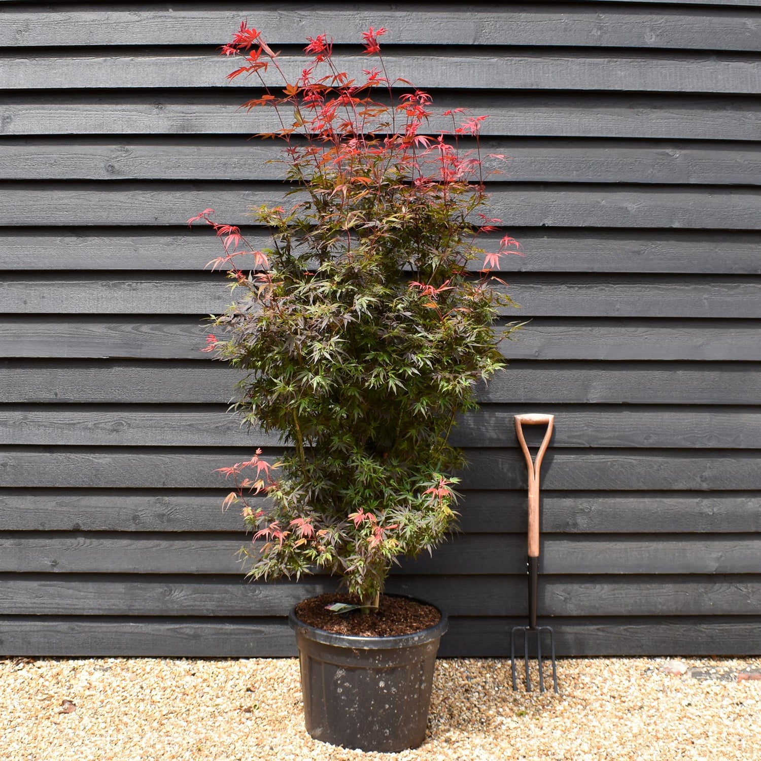 Japanese maple 'Shaina' | Acer palmatum - Bushy - Height 180-190cm - 55lt
