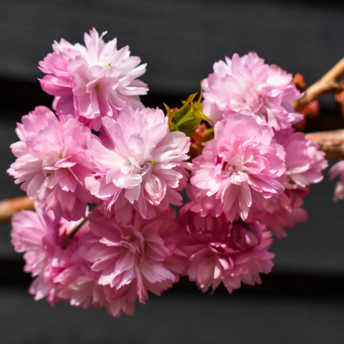 Prunus 'Kiku-shidare-zakura' | Weeping Oriental Cherry - Clear Stem 120cm - Girth 6-8cm - Height 150-200cm - 10lt