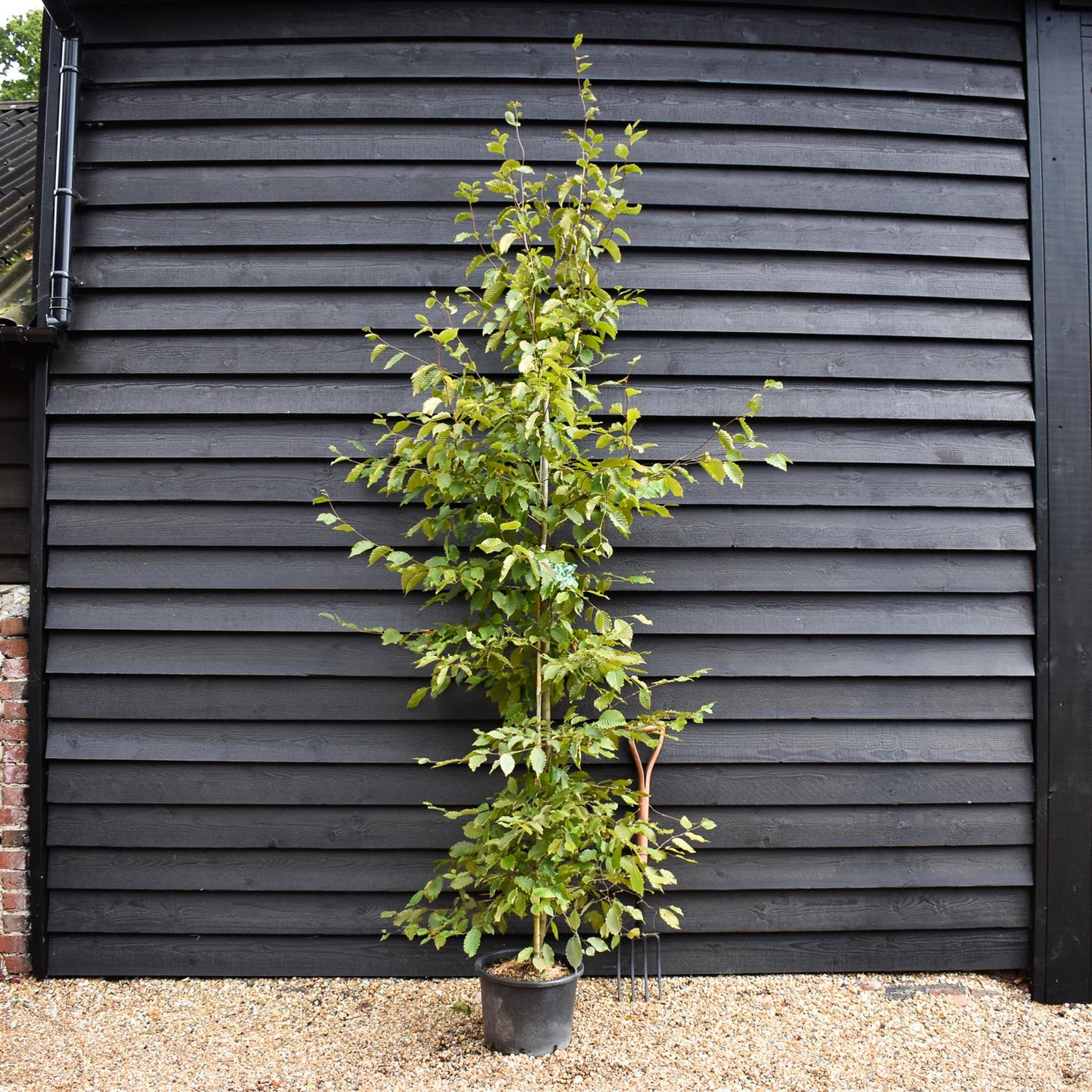 European Hornbeam | Carpinus betulus - Height 200-220cm, 20lt