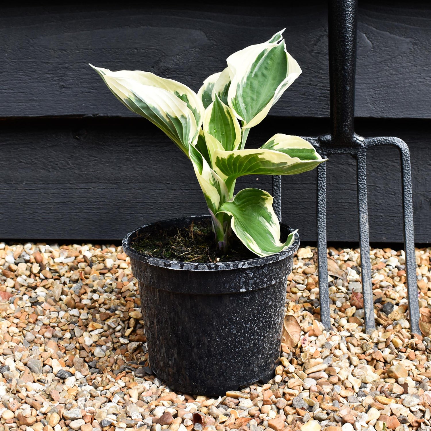 Hosta ' Minuteman' - Height 20-30cm - Perennial - Shrub - 2lt