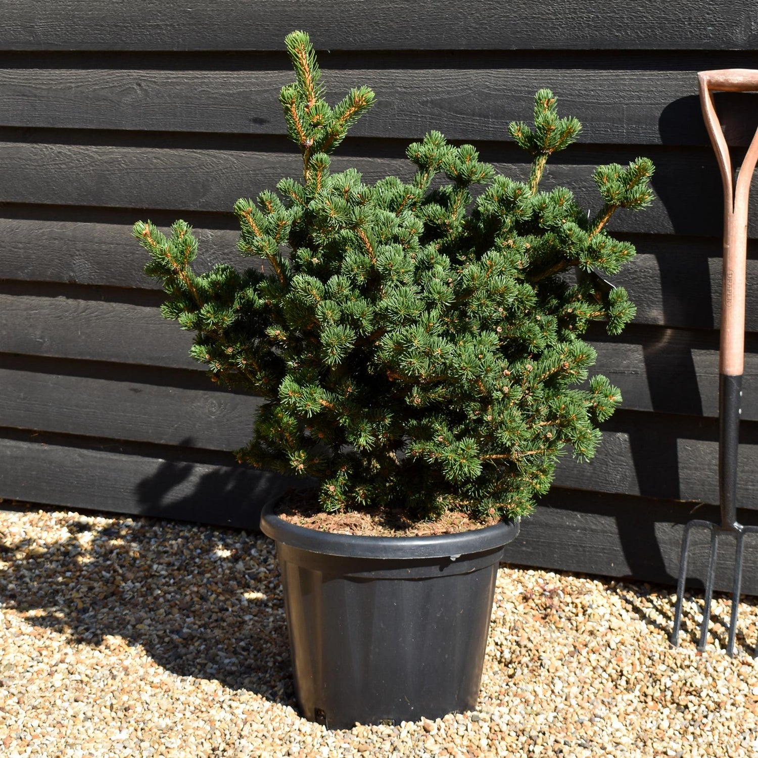 Picea pungens 'Lucky Strike'- Height 75 cm - 30lt